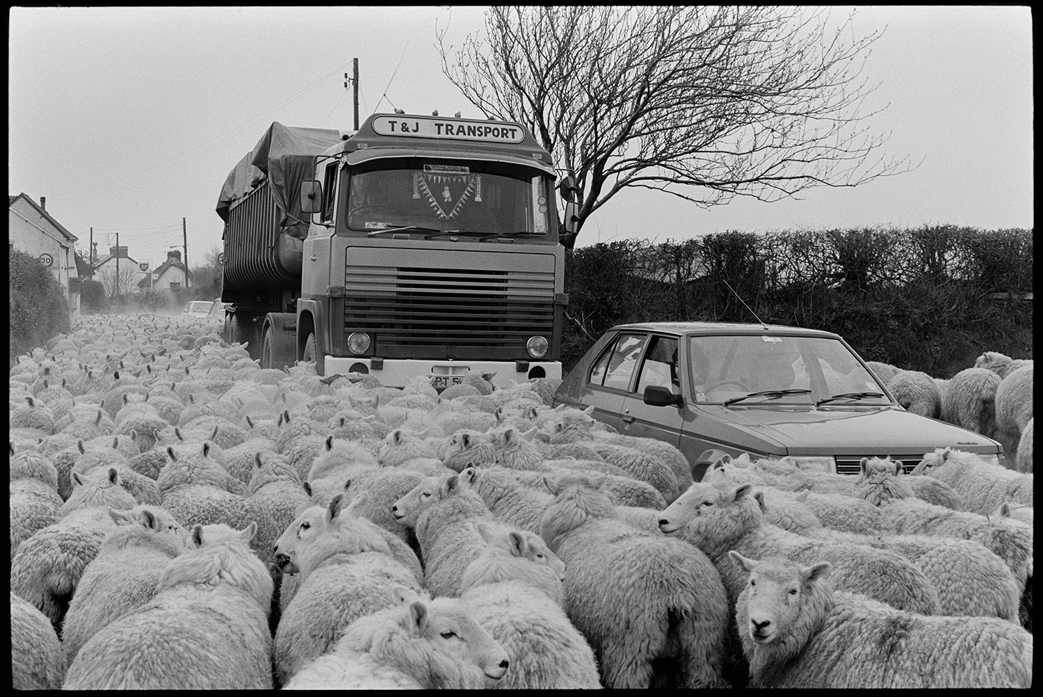 Flock of sheep in road and going through village, lorry waiting surrounded. 
[A lorry and a car surrounded by sheep which are being driven along a road in Beaford.]