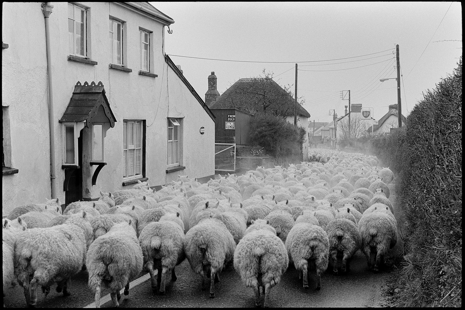 Flock of sheep in road and going through village, lorry waiting surrounded. 
[A flock of sheep being driven along a road, past cottages, in Beaford.]