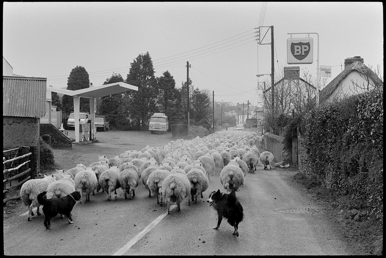 Flock of sheep in road and going through village, lorry waiting surrounded. 
[Two dogs driving sheep along a road in Beaford, past cottages and a garage with a 'BP' sign outside.]