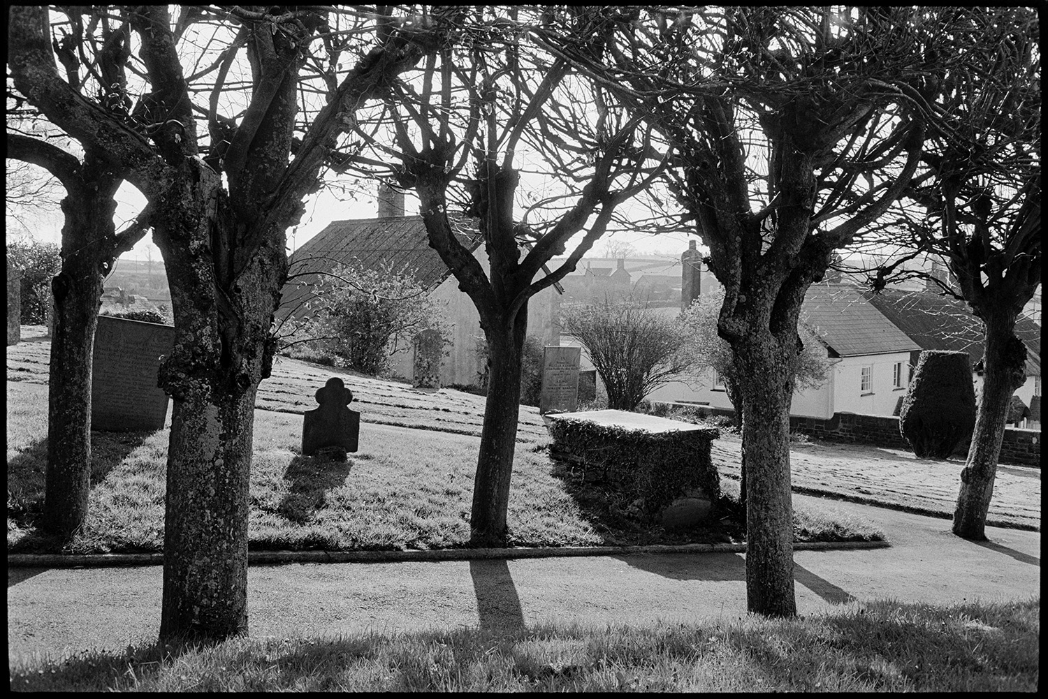 Lime tree avenue through graveyard, gravestones, early morning light, church door, arch. 
[A lime tree avenue along the church path through Chittlehampton churchyard. Gravestones and a box tomb can be seen in the churchyard.]
