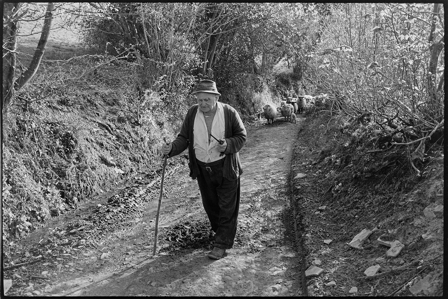 Shepherd farmer with dog leading sheep in wooded track.<br />
[Archie Parkhouse leading sheep along a wooded lane near Budds Mill, Millhams, Dolton.]