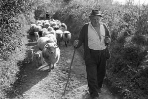 Archie Parkhouse leading his sheep by James Ravilious