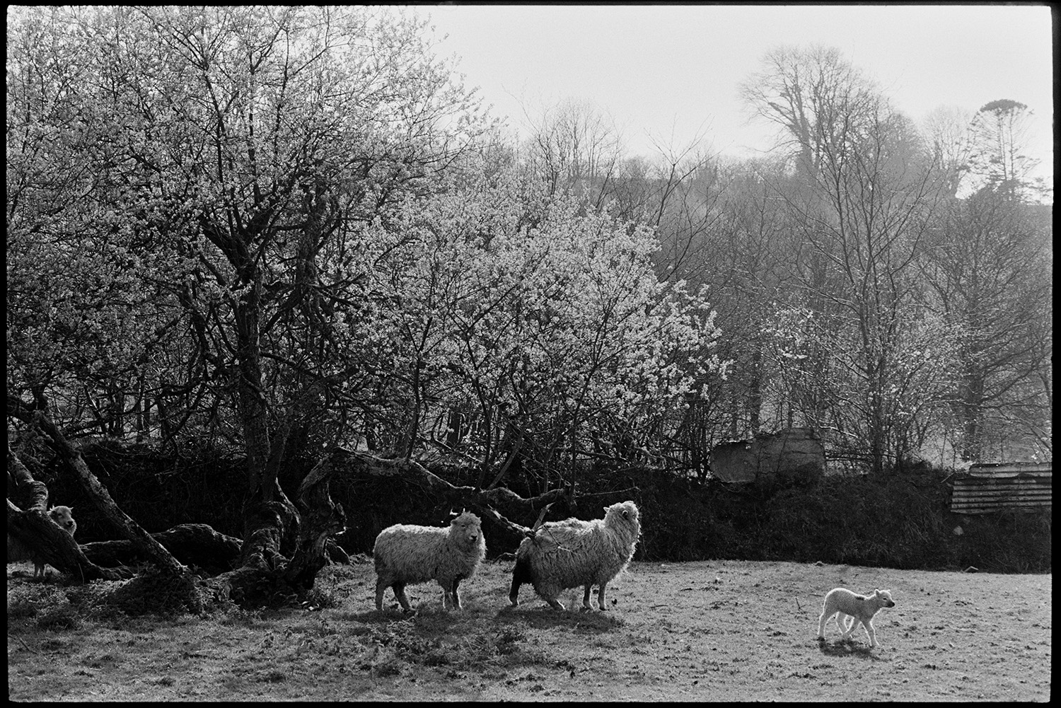 Shepherd farmer with dog leading sheep in wooded track. 
[Two sheep and a lamb in a field with trees at Millhams, Dolton. Sheds can be seen in the background, behind a hedge.]