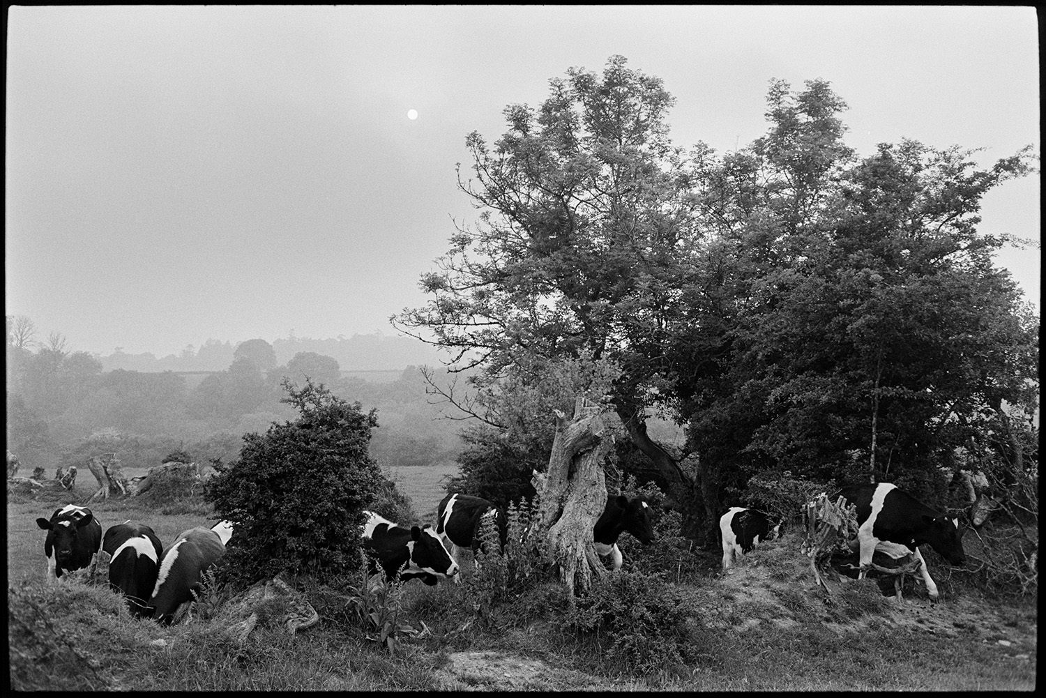 Cows and old hedgerow. 
[Cattle grazing by an old hedgerow with trees in a field at Dolton.]