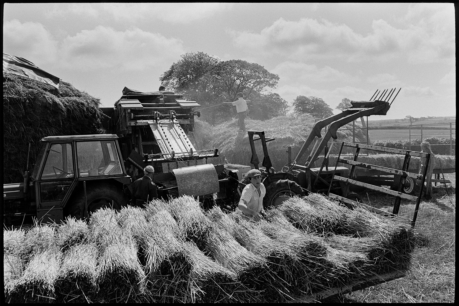 Reedcombing machine, nitches of reed, men working in sunlight. 
[Stephen Middleton and other men reedcombing in a field at Westacott, Riddlecombe. A man is dismantling the rick and loading the reed into the reed comber, using a pitchfork. Two more men are at the bottom of the reed comber receiving the nitches of reed and loading them onto a trailer.]