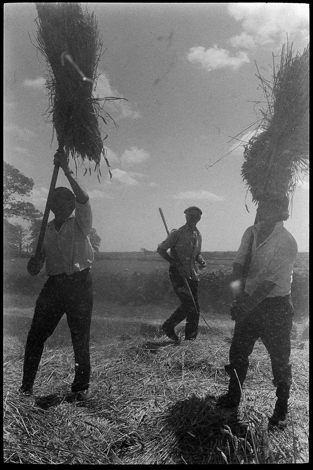 Reedcombing, men feeding wheat sheaves into machine from rick.
[Three men at Westacott, Riddlecombe lifting wheat sheaves into a reed comber machine, using pitchforks, in a field in bright sunlight.]