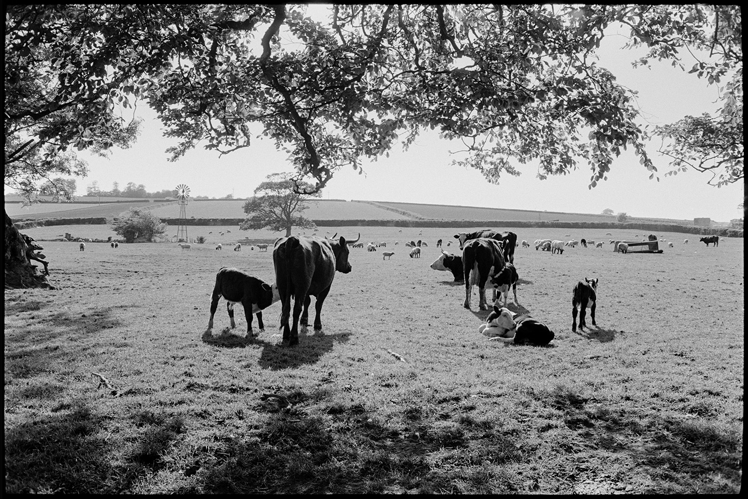 Reedcombing, men feeding wheat sheaves into machine from rick,
[Cows with suckling calves in a field at Westacott, Riddlecombe where there are also sheep grazing. In the background a small windmill mounted on metal supports, trees and hedgerows can be seen.]