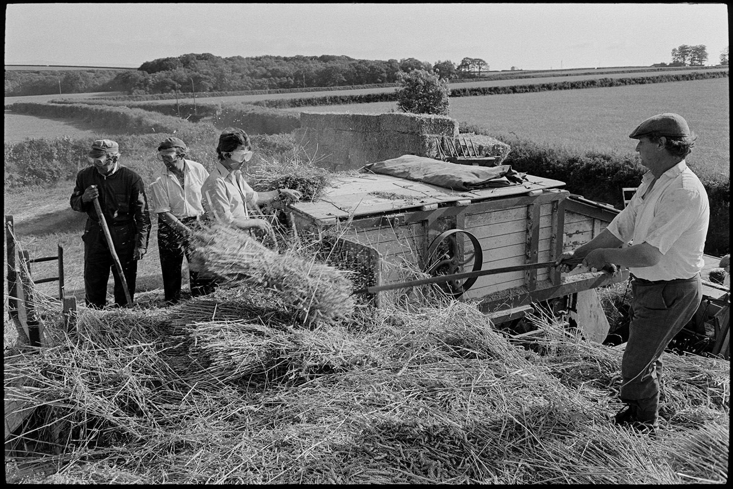 Reedcombing, men feeding wheat sheaves into machine from rick.
[Four men feeding wheat sheaves into a reed comber machine in a field at Westacott, Riddlecombe. A trailer loaded with bails of wheat stalks, hedgerows, fields and woodland is visible in the background. Three of the men are wearing goggles to protect their eyes.]