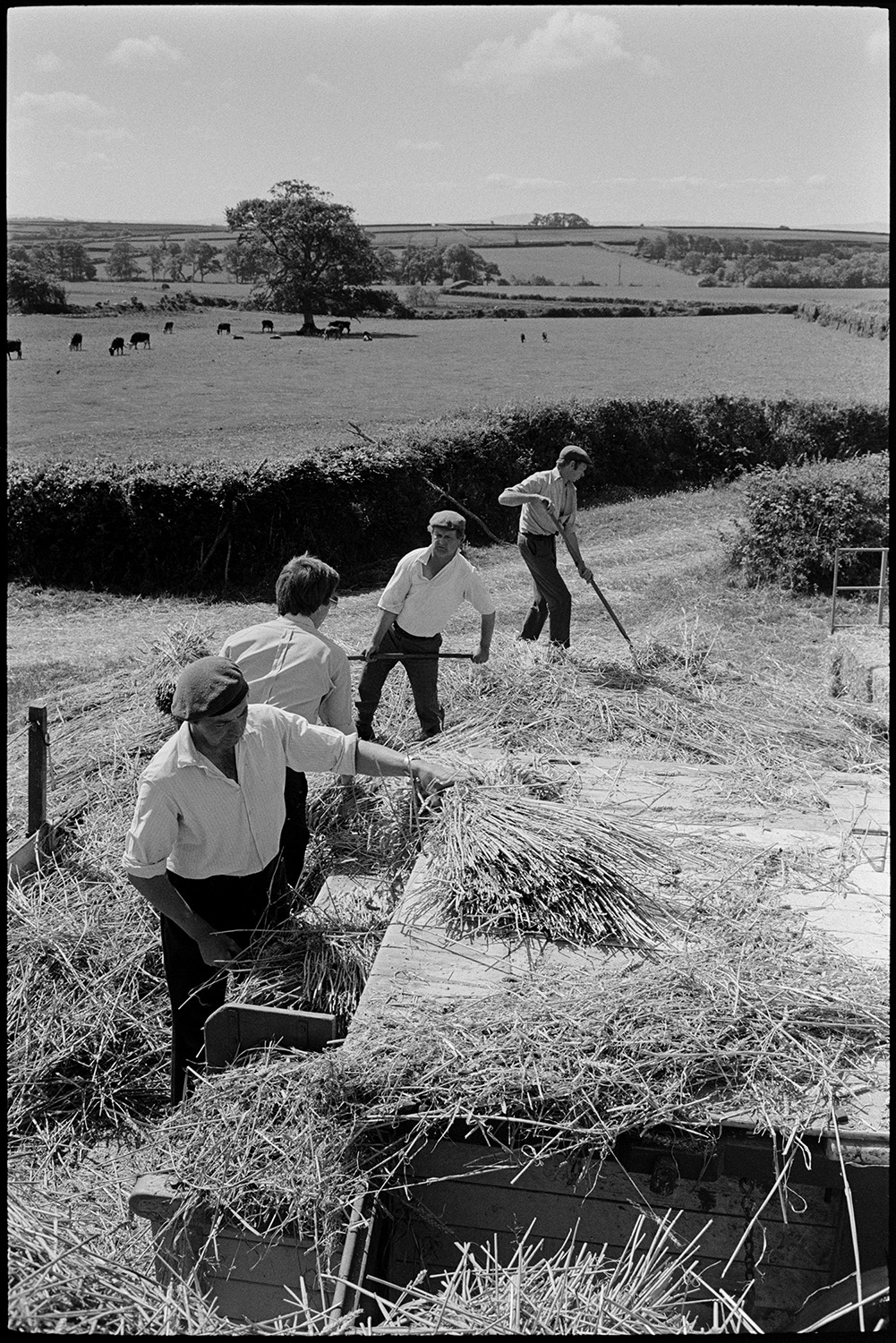 Reedcombing, men feeding wheat sheaves into machine from rick.
[Four men feeding wheat sheaves from a rick into a reed comber machine to produce nitches or bundles of reeds for use in thatching. The work is taking place in a field at Westacott, Riddlecombe, in bright sunlight. Fields containing grazing cows are visible in the background.]