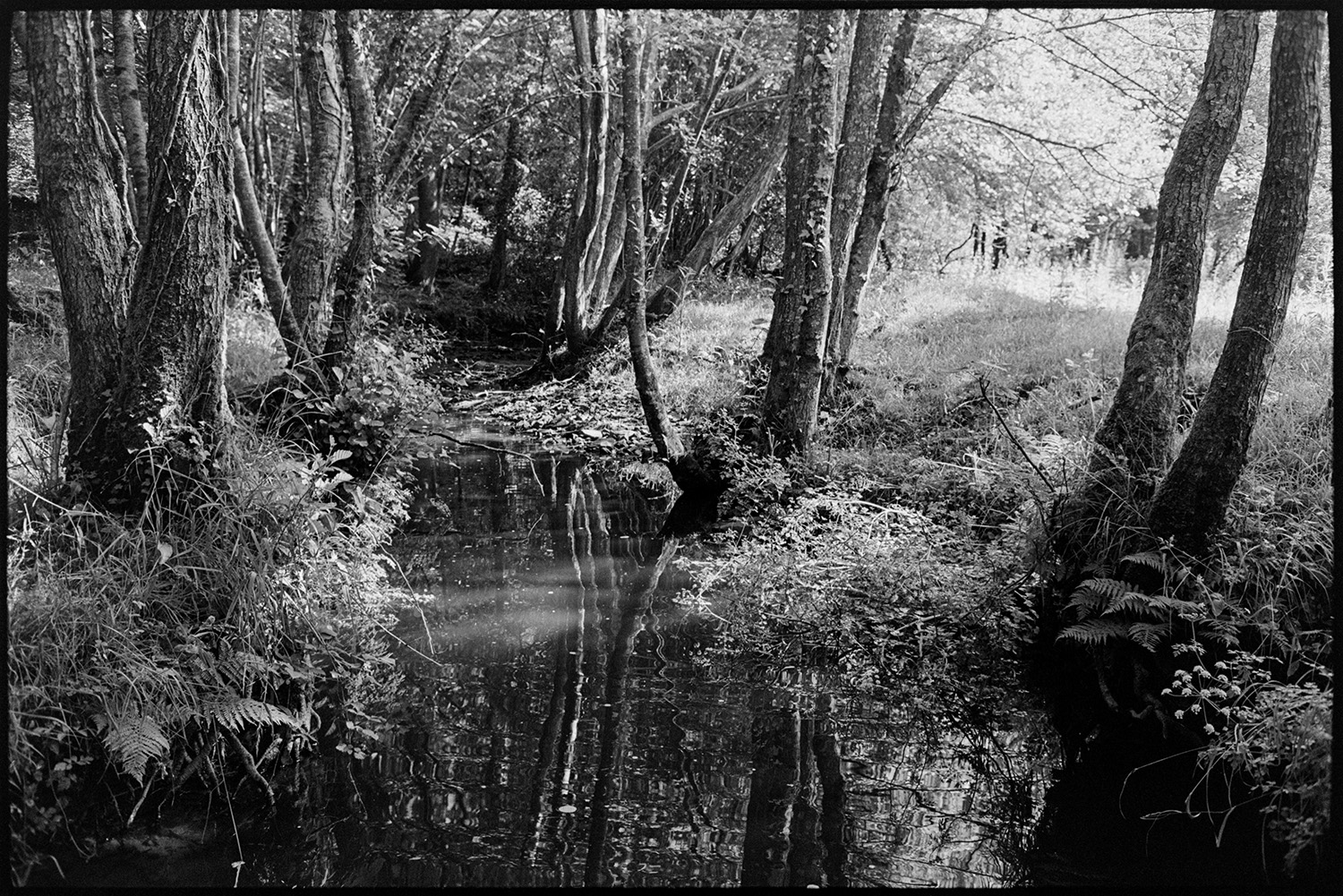 Stream with trees, overhanging vegetation, reflections.
[A tree lined stream at Budds Mill, Dolton with reflections of the trees in the water and a sunny open grassy area in the background.]