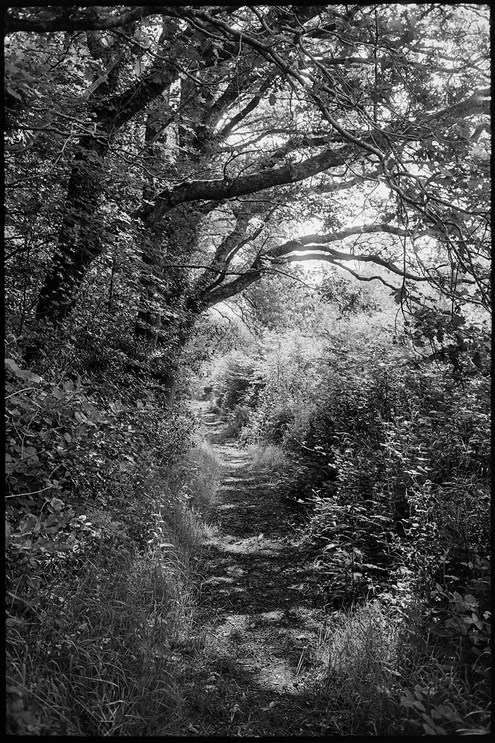 Path through trees.
[A path running between hedgerows and overhanging trees at Budds Mill, Dolton.]