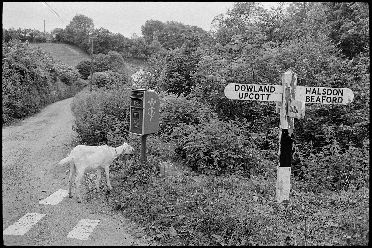 Goat, letter box, road sign.
[Cross roads at Woolridge Cross, Dolton, showing a road, a signpost and a goat standing in front of a Post box.]