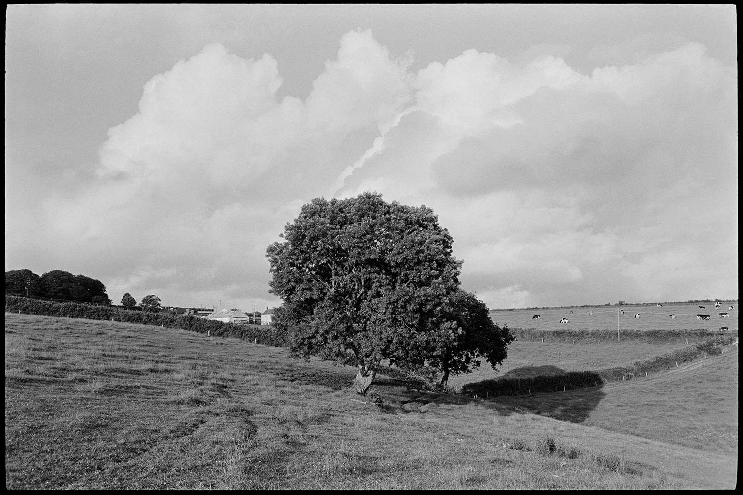 Tree in field, cloud and shadows.
[ A solitary tree in a field at Beaford Wood. Cows grazing in a field and farm buildings are visible in the background. Clouds can also be seen in the sky above.]