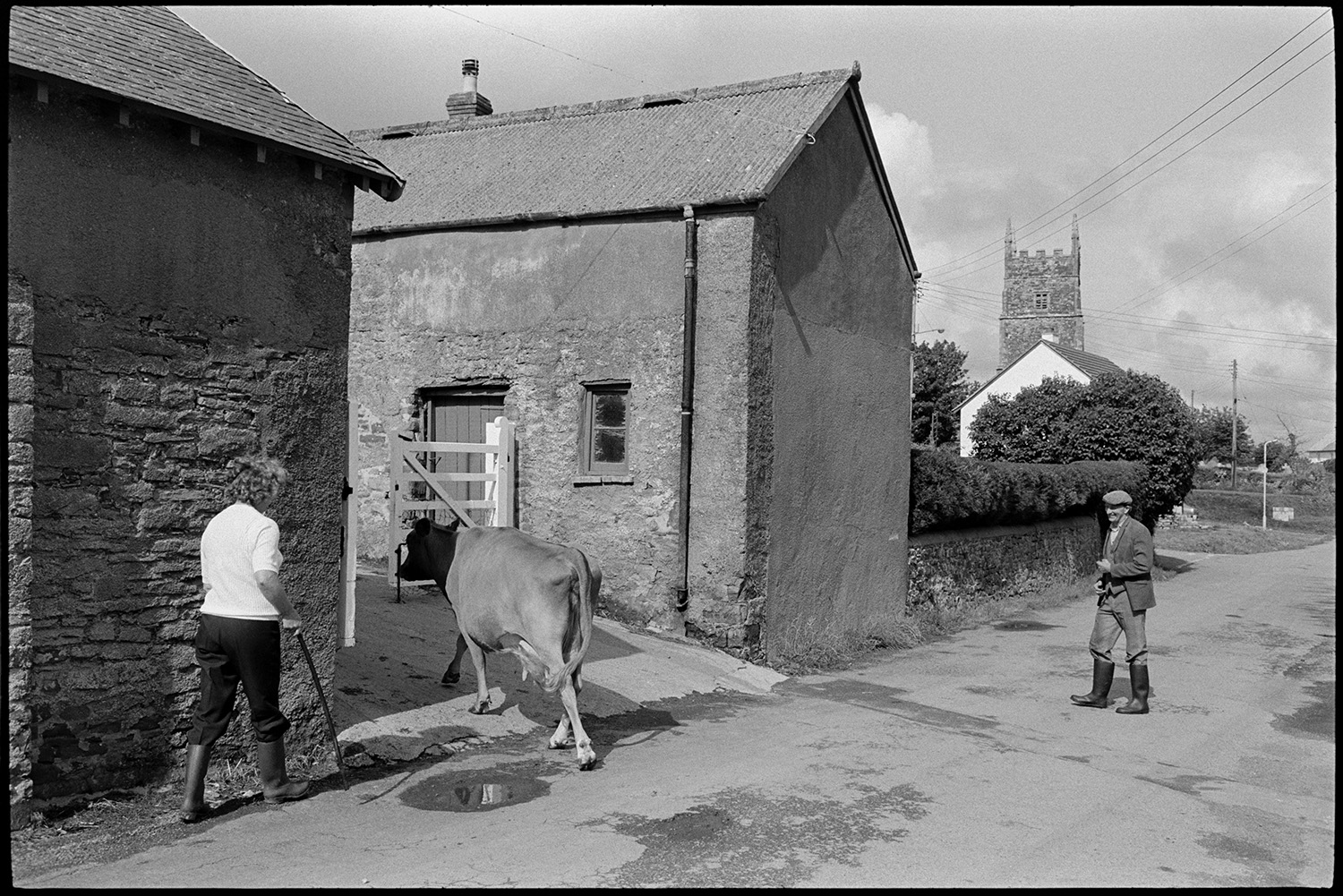 Cows in village, going to be milked. 
[A man and woman herding a cow into a farmyard to be milked at Bondleigh. The tower of Bondleigh Church can be seen in the background.]