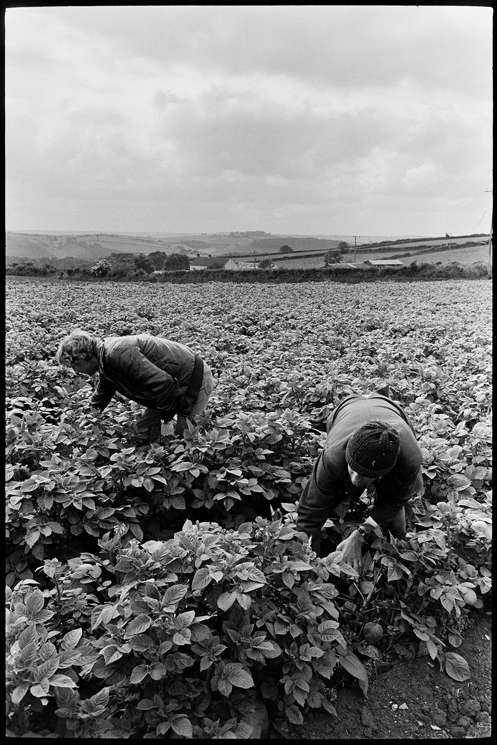 Men checking potato crop. 
[Two men checking a crop of potatoes in a field at Beaford.]