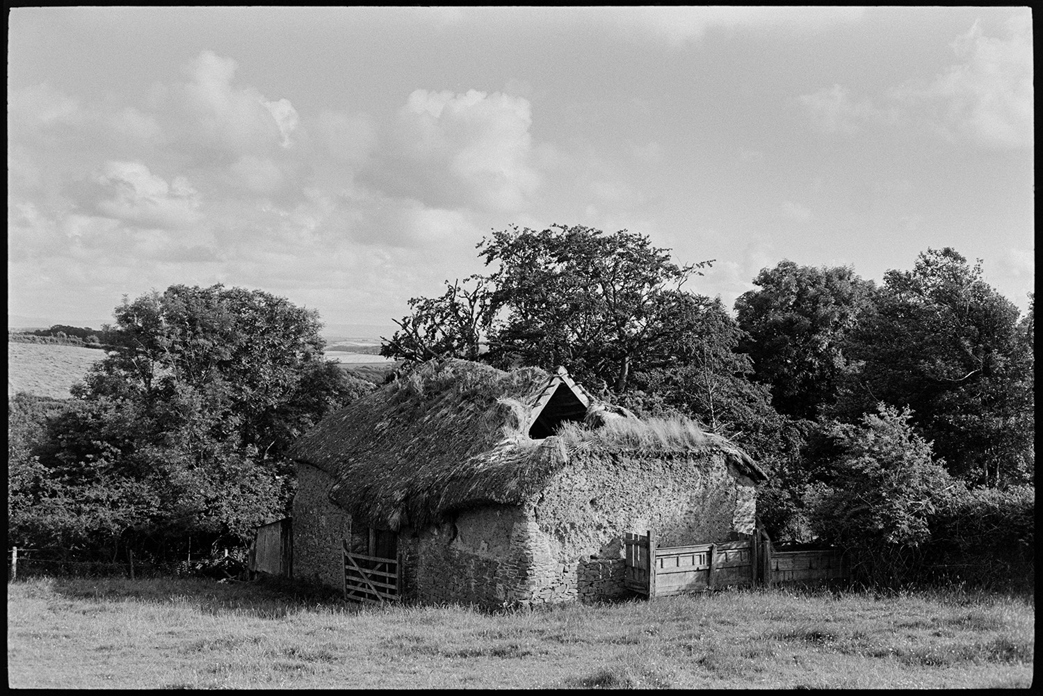 Ruined barn, cob and thatch. 
[A collapsing cob and thatch barn in a field near Beaford Wood.]