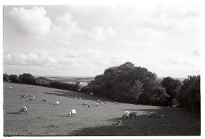 Sheep in sunny landscape by James Ravilious