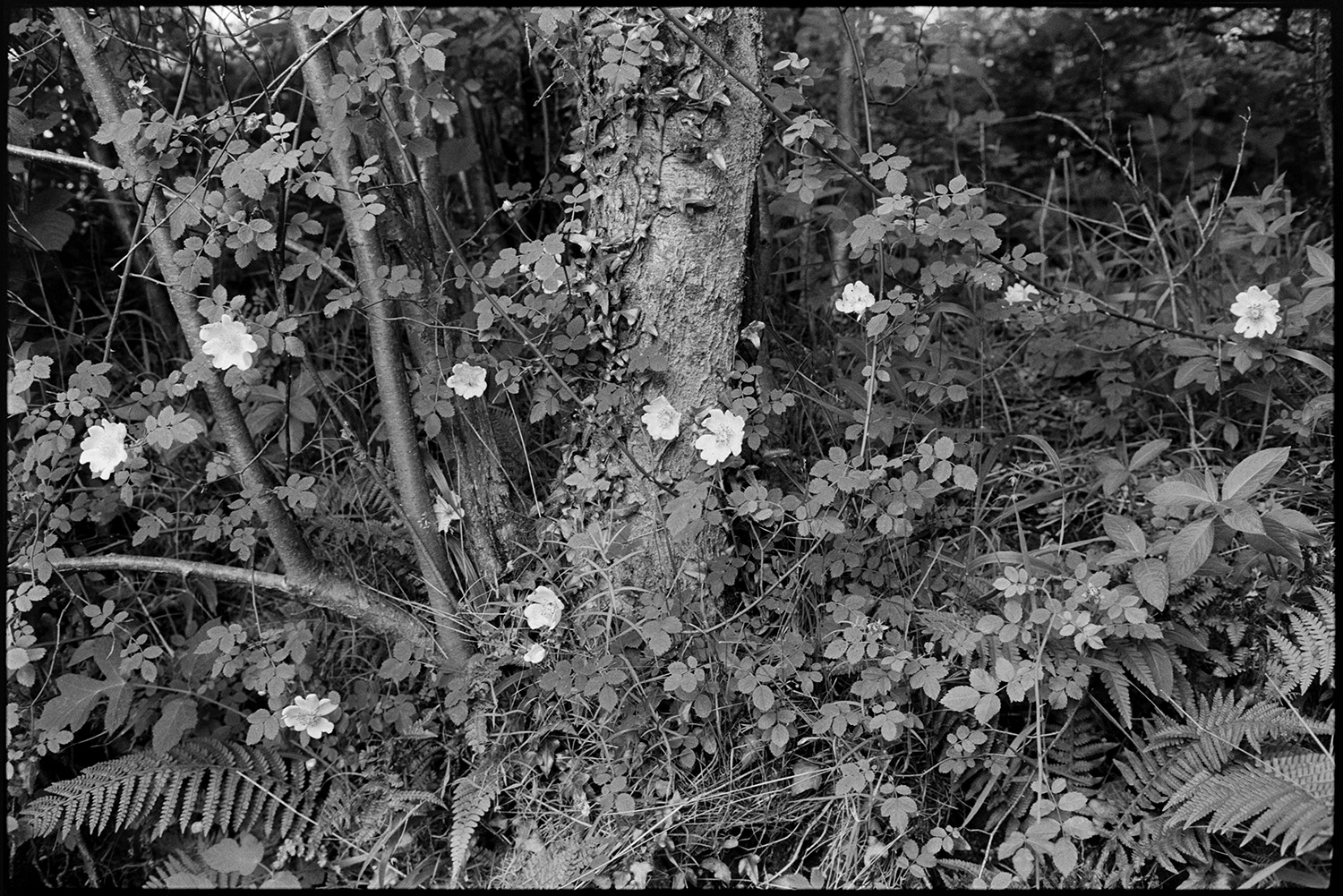 Flowers, Dog Rose in hedge. 
[Dog Rose flowers in a hedge with ferns and a tree.]
