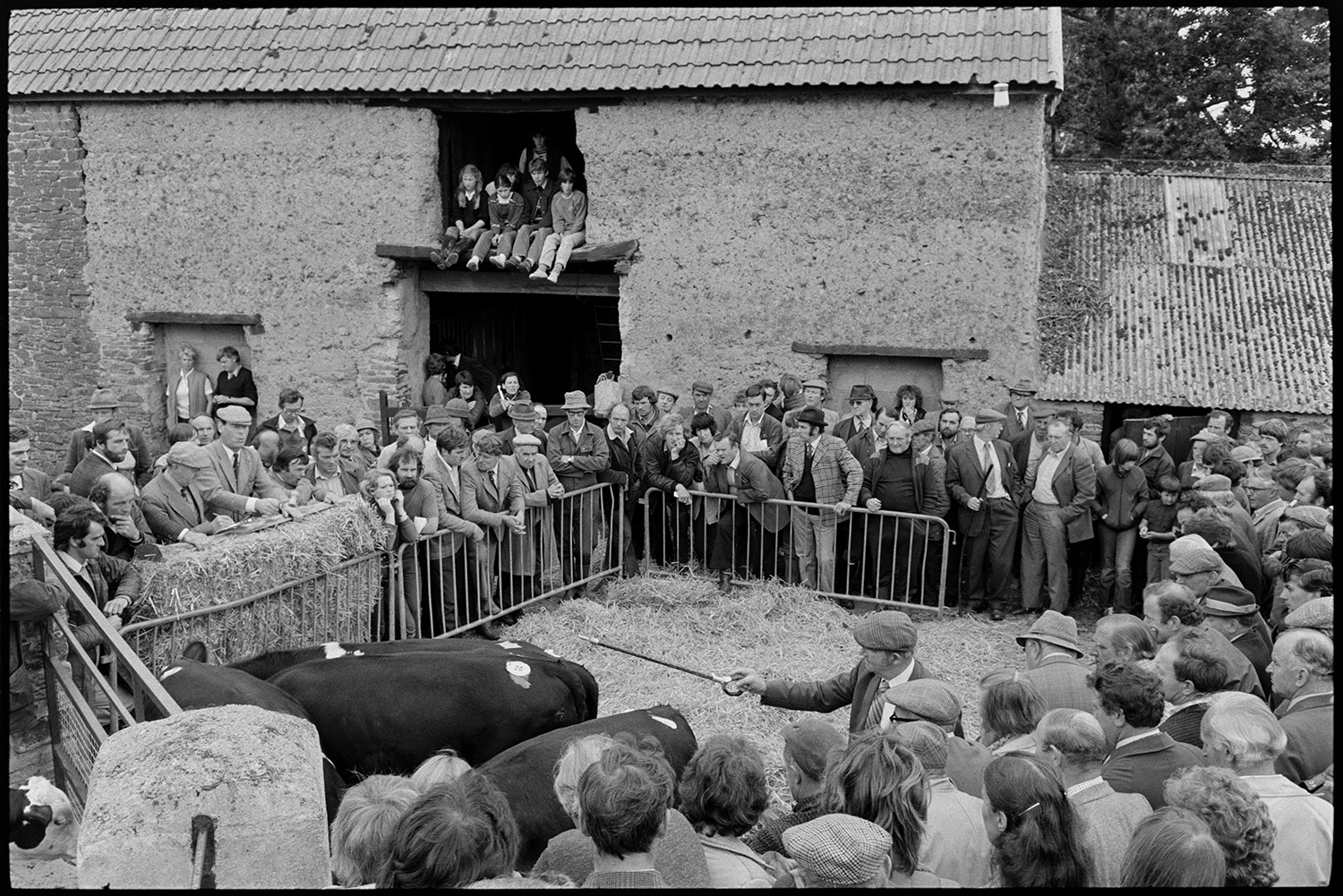 Cattle being auctioned at farm sale, crowd in farmyard. 
[Cattle in a makeshift pen being auctioned at a farm sale at Chapple, Dolton. A crowd of men and women have gathered around the men. Children are sat in a barn tallet in the background, watching the sale.]