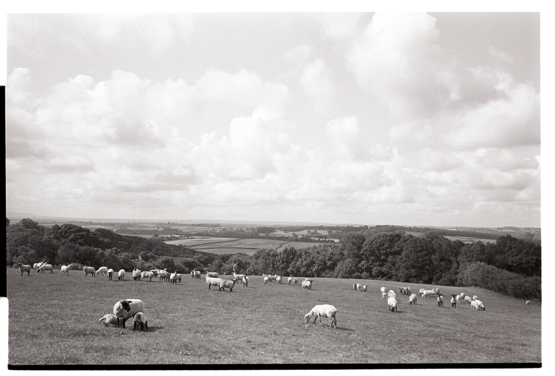 Landscape with ewe suckling lambs, sun and clouds. 
[A flock of sheep grazing in a sunny field at Ashwell, Dolton. A ewe with two suckling lambs are in the foreground and a view of fields, trees and hedgerows is visible in the background.]