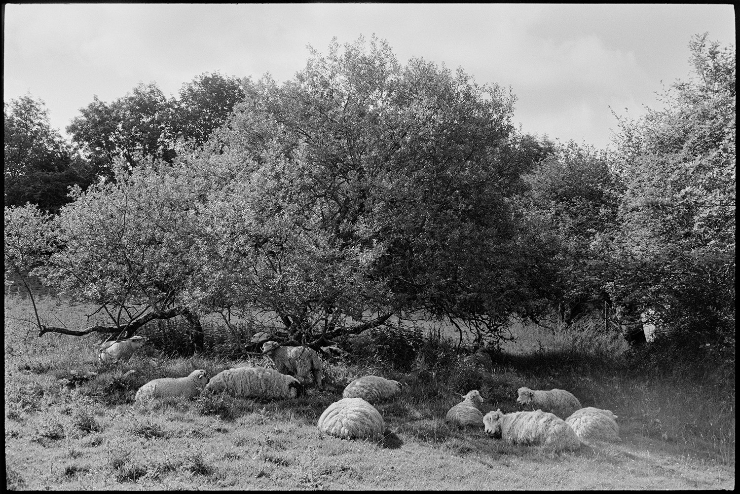 Sheep sheltering from heat under bush.
[Sheep lying on the ground in the shade of a tree in a field at Millhams, Dolton.]