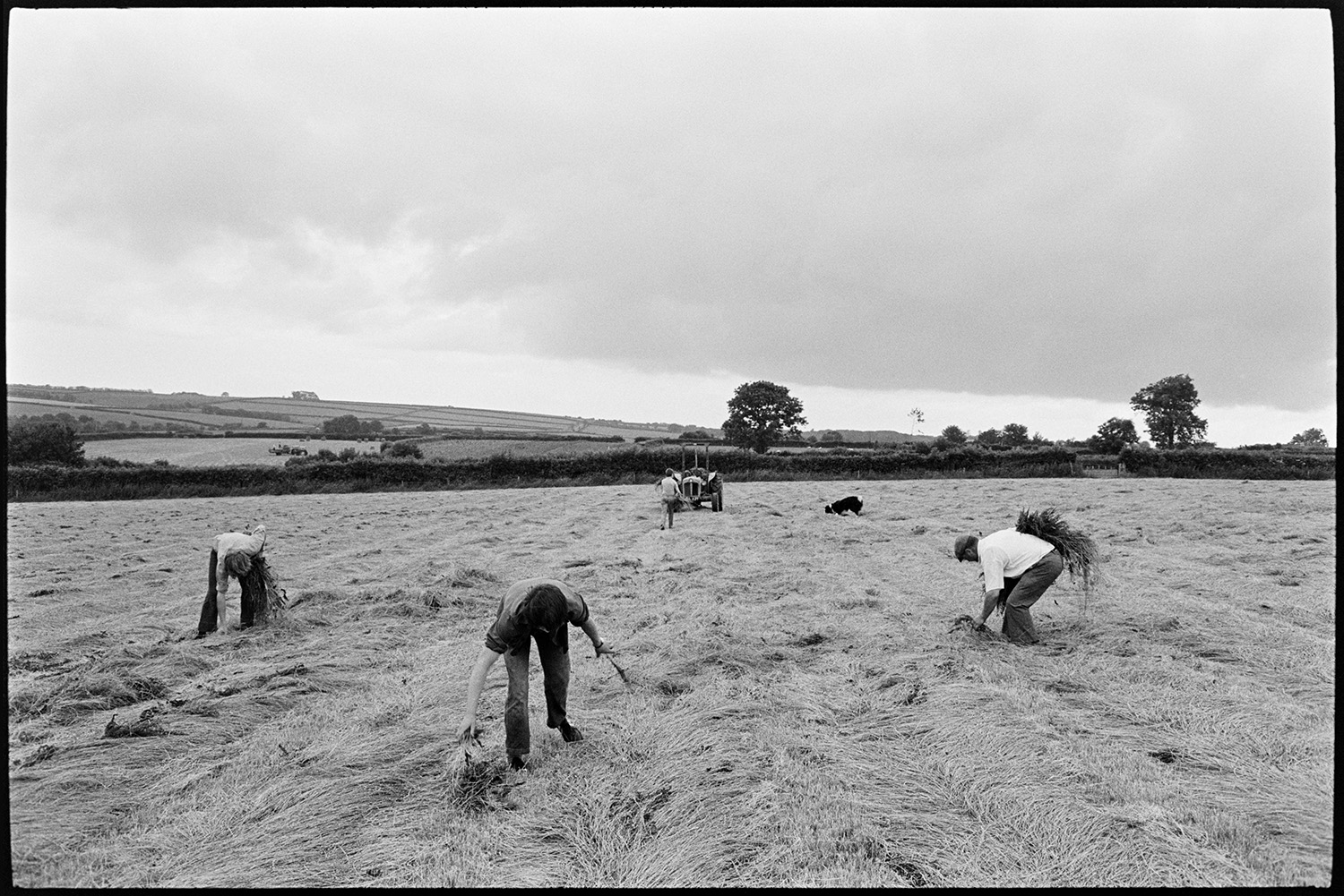 Men removing thistles from cut hay.
[Four people picking thistles out of cut hay lying on the ground in a field at Ashreigney. A tractor and a dog are also in the field. In the background the surrounding fields  can be seen.]