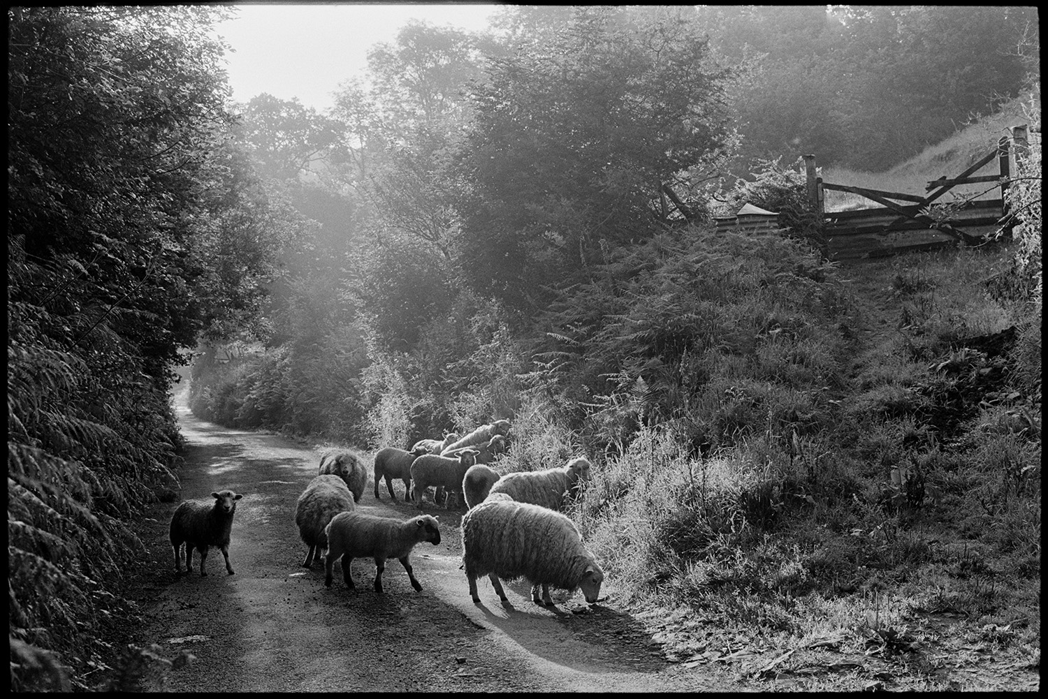 Lost sheep in sunlit lane with tall hedges, early morning, belong to Archie Parkhouse.
[A group of Archie Parkhouse's sheep, who have wandered on to a sunlit tree lined road, at Millhams, Dolton. They are grazing the grass on the verge. A track leading up to a broken five barred wooden field gate is visible by the roadside.]