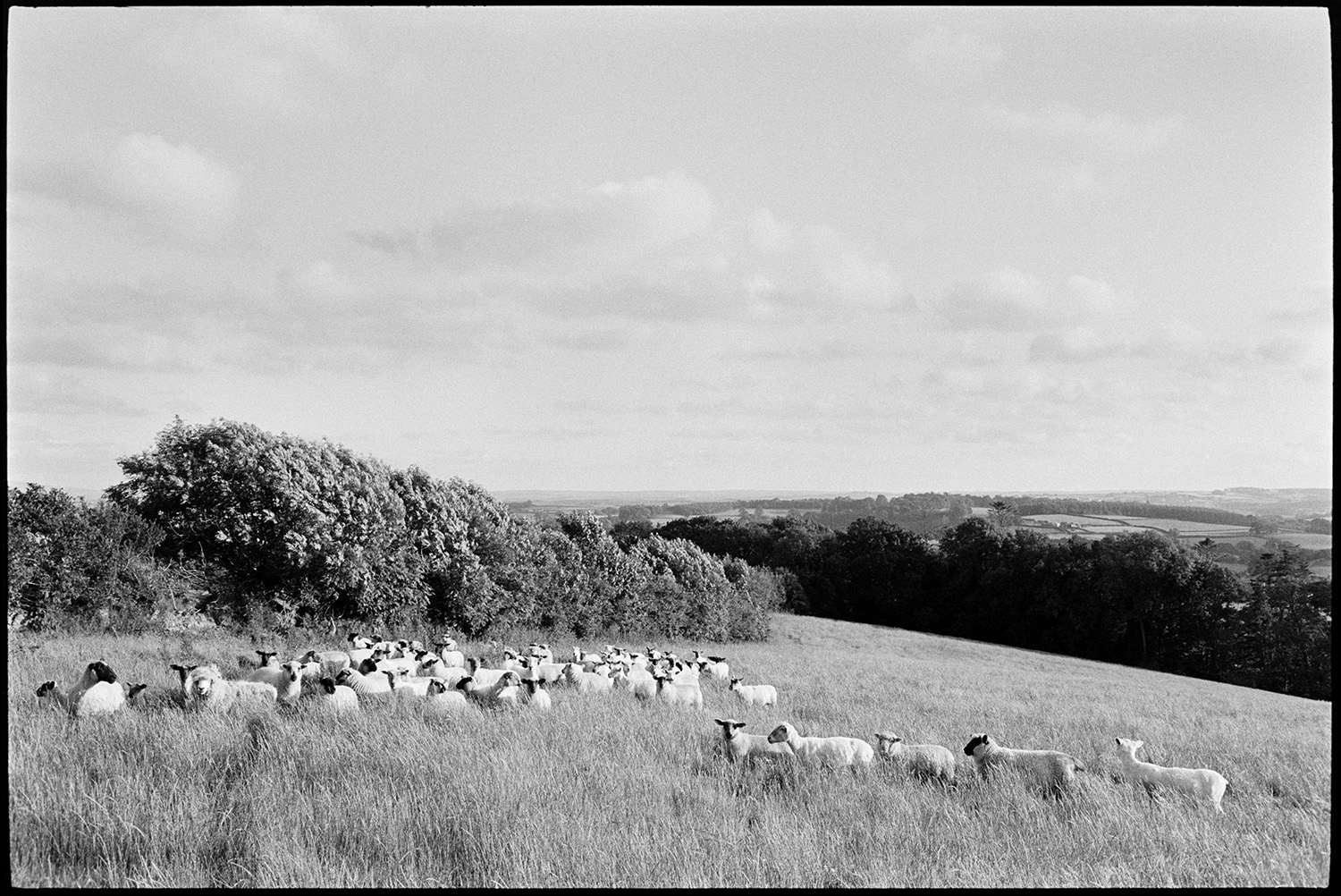 Sheep and cows in landscape.
[A flock of sheep grazing in a field of long grass, at Hatherleigh Moor. A hedgerow and view of the surrounding countryside is visible in the background.]