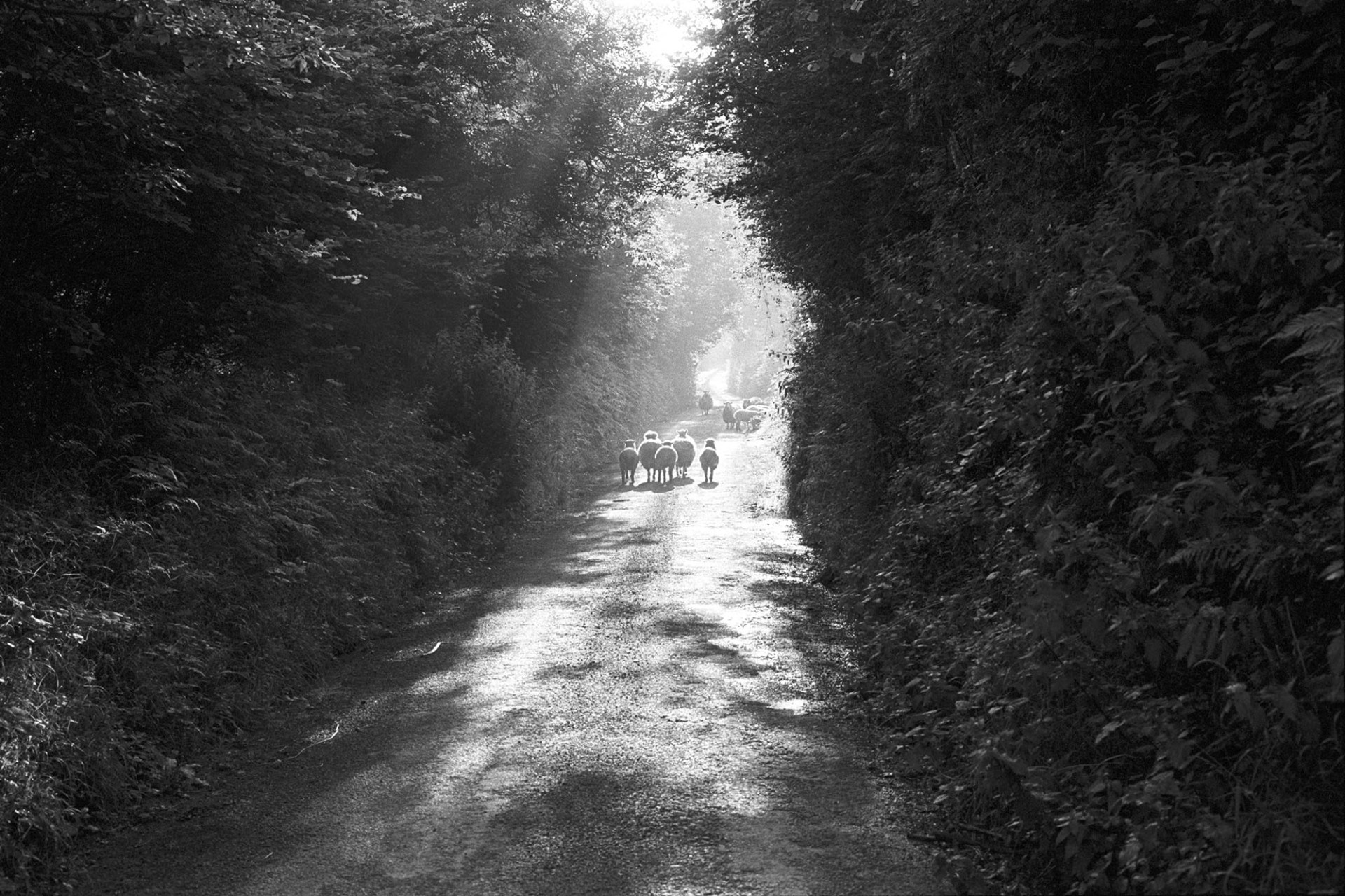 Lost sheep in sunlit lane with tall hedges, early morning belong to Archie Parkhouse. 
[Lost sheep walking along a sunny, tree lined lane at Millhams, Dolton. They belonged to Archie Parkhouse.]