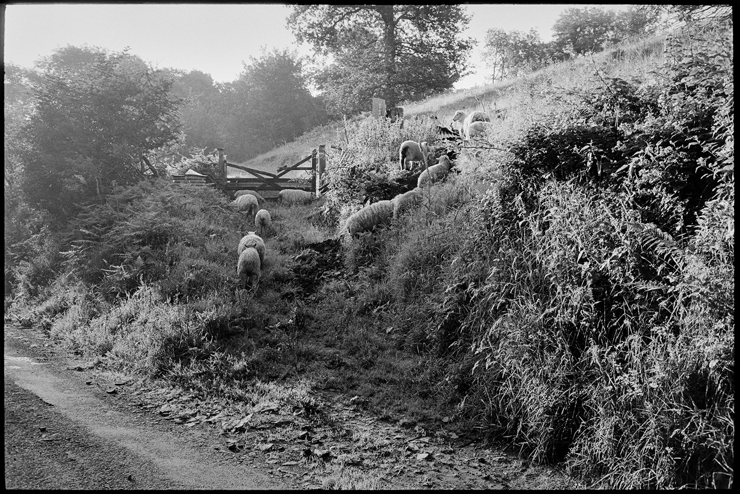 Lost sheep in sunlit lane with tall hedges, early morning moving into field. 
[Archie Parkhouse's sheep grazing on a hillside by a sunlit lane at Millhams, Dolton. They are grazing by a track leading up to a broken five barred wooden field gate by the roadside.]