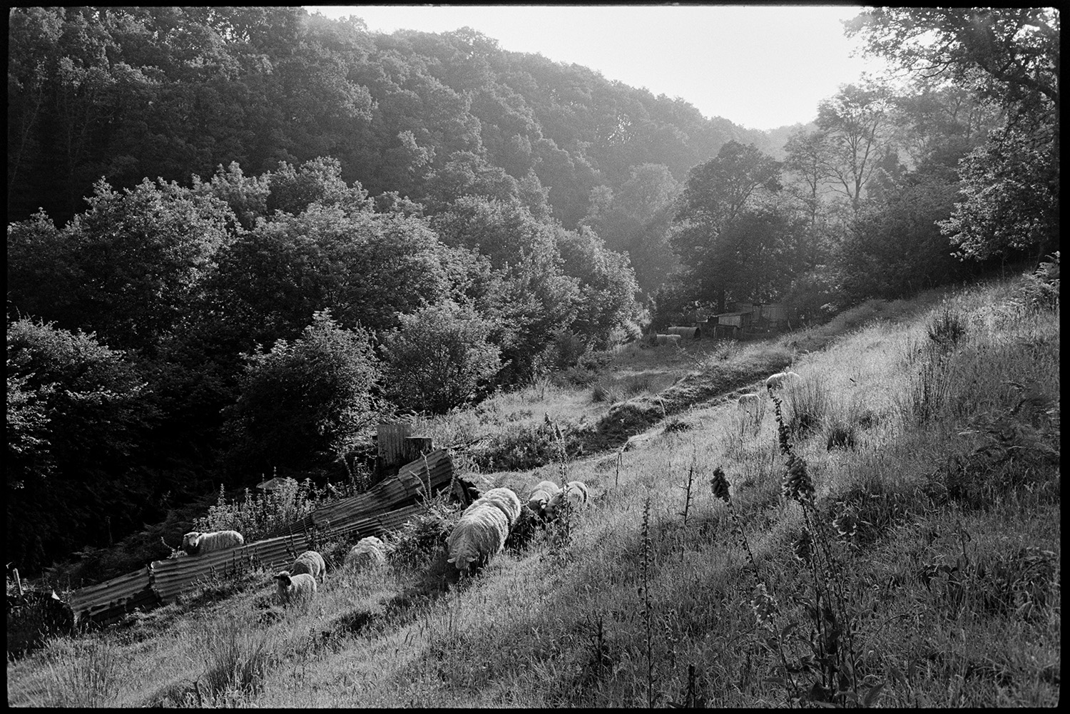 Lost sheep in sunlit lane with tall hedges, early morning moving into field. 
[Archie Parkhouse's sheep grazing on a hillside by sheets of corrugated iron at Millhams, Dolton. Foxgloves are growing in the field in the foreground and woodland is visible in the background.]