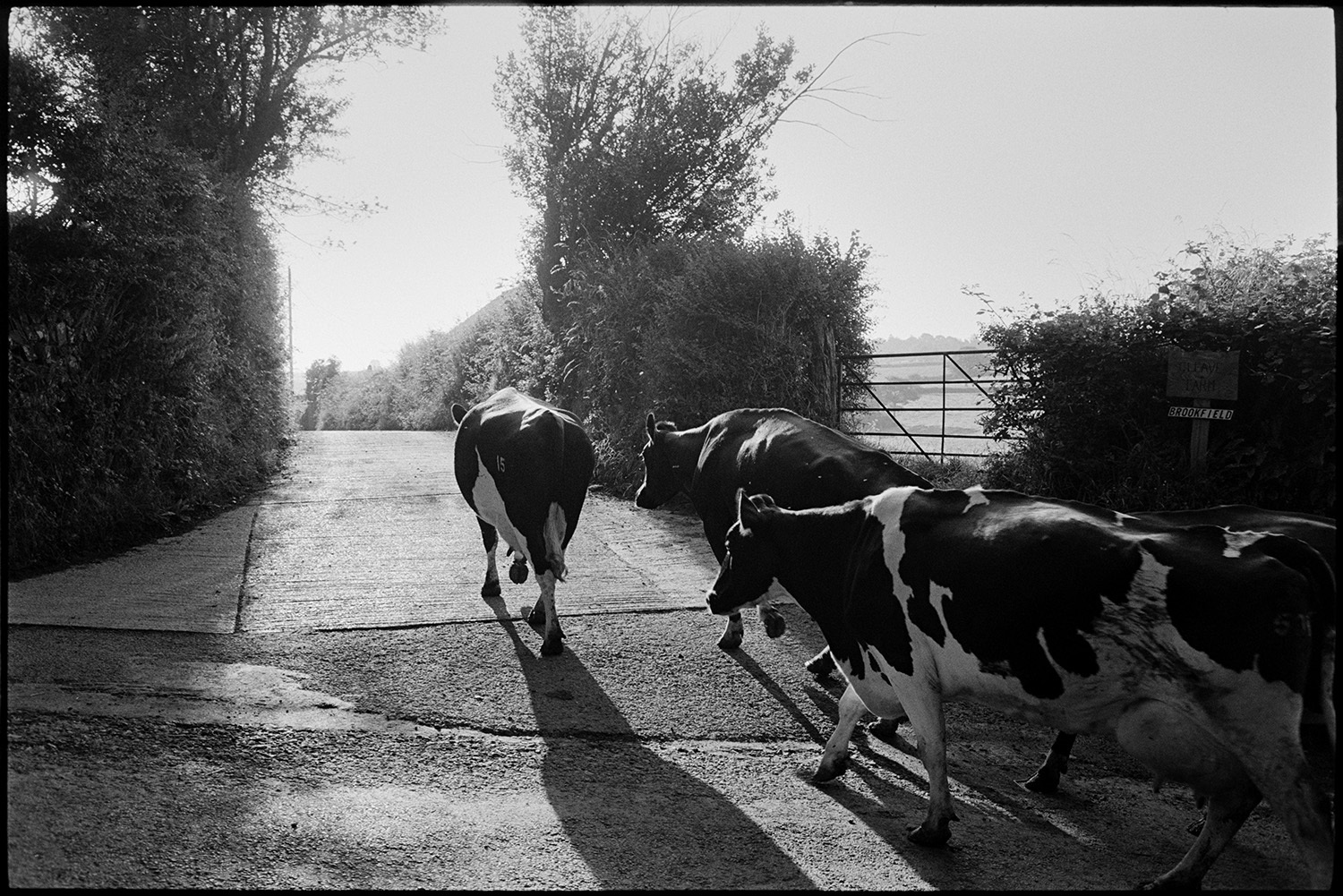 Cows going to be milked, dog and farmer with tractor. 
[Cattle being herded along a road to go to be milked at Cleave Farm, Dolton.]