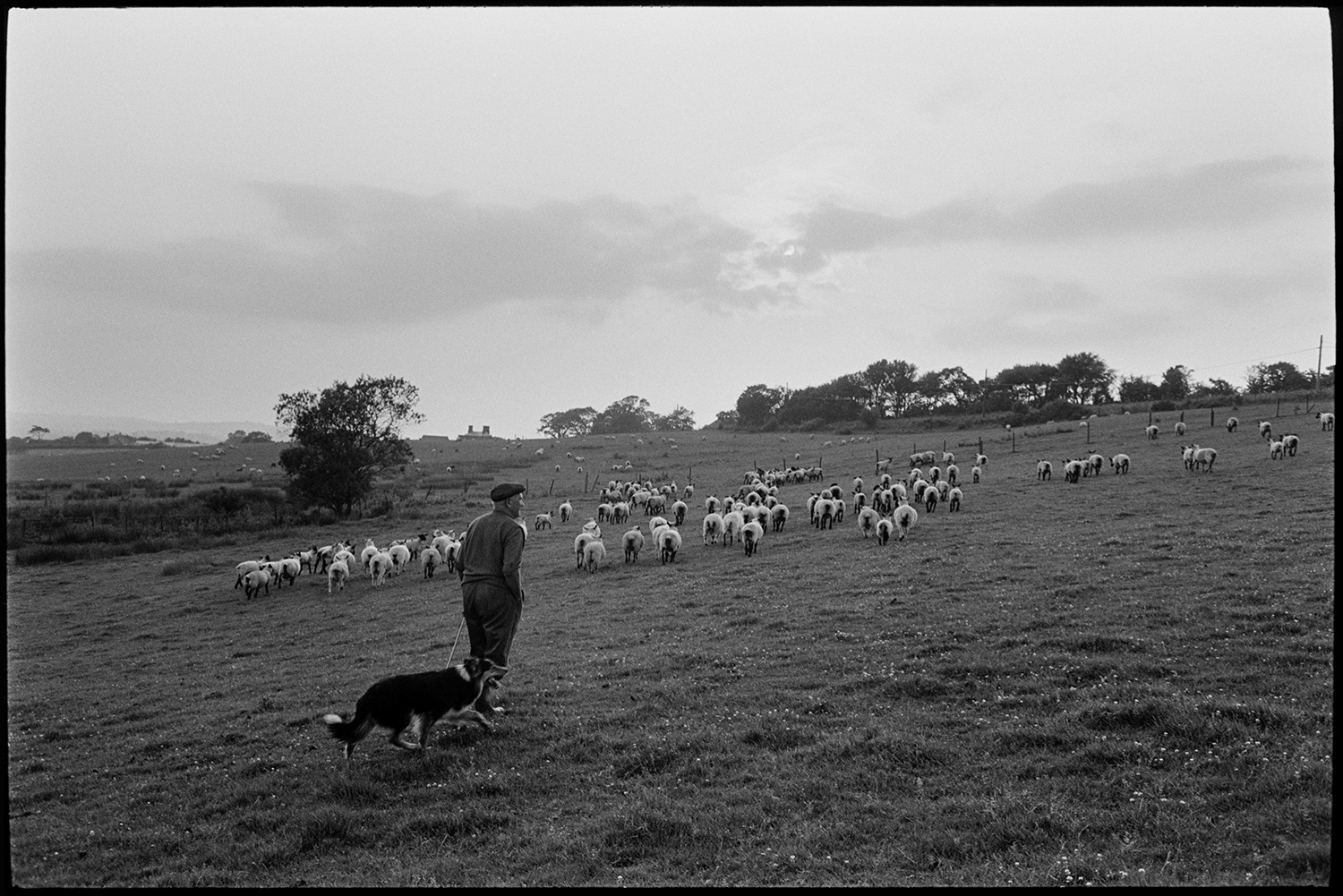 Farmers checking sheep on moor. 
[A man and a dog checking a flock of sheep in a field on Hatherleigh Moor.]