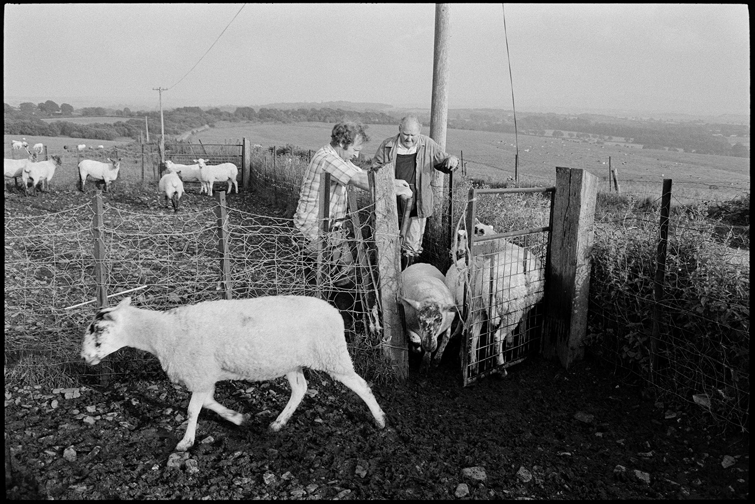 Farmers checking sheep on moor. 
[Two men checking sheep in wire pens on Hatherleigh Moor. A landscape of fields and trees can be seen in the background.]