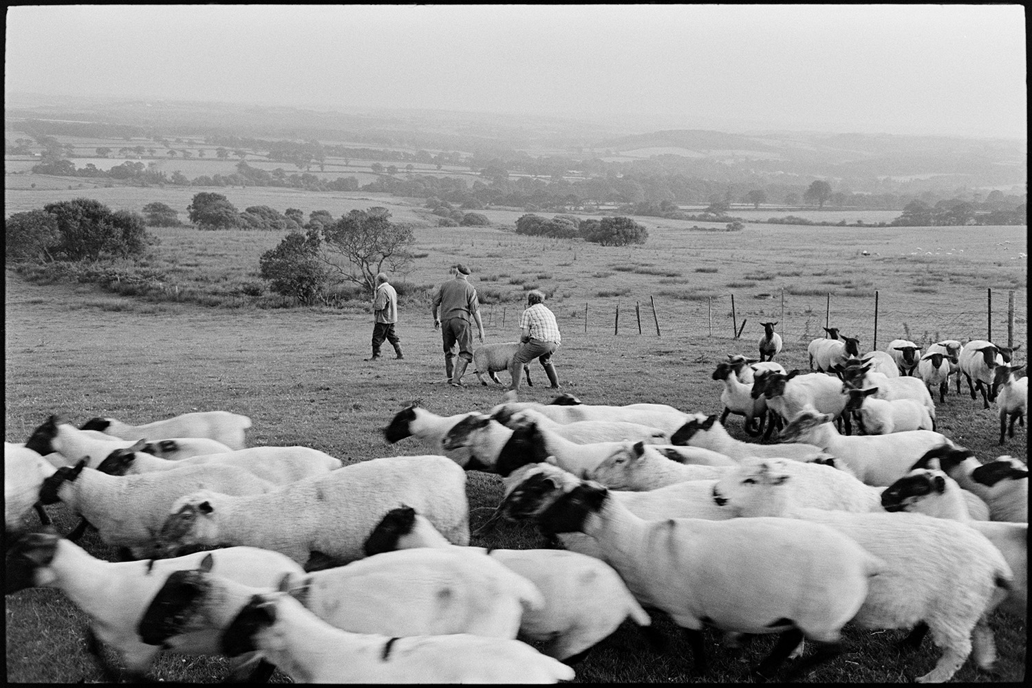 Farmers checking sheep on moor, opening gate to go home, dog. 
[Three men checking sheep in a field on Hatherleigh Moor. One of the men is holding a sheep. The rest of the flock can be seen in the foreground and a landscape of trees and fields is visible in the background.]