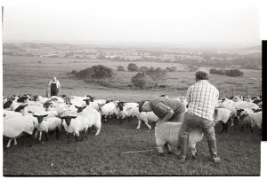 Farmers checking sheep on Hatherleigh Moor by James Ravilious