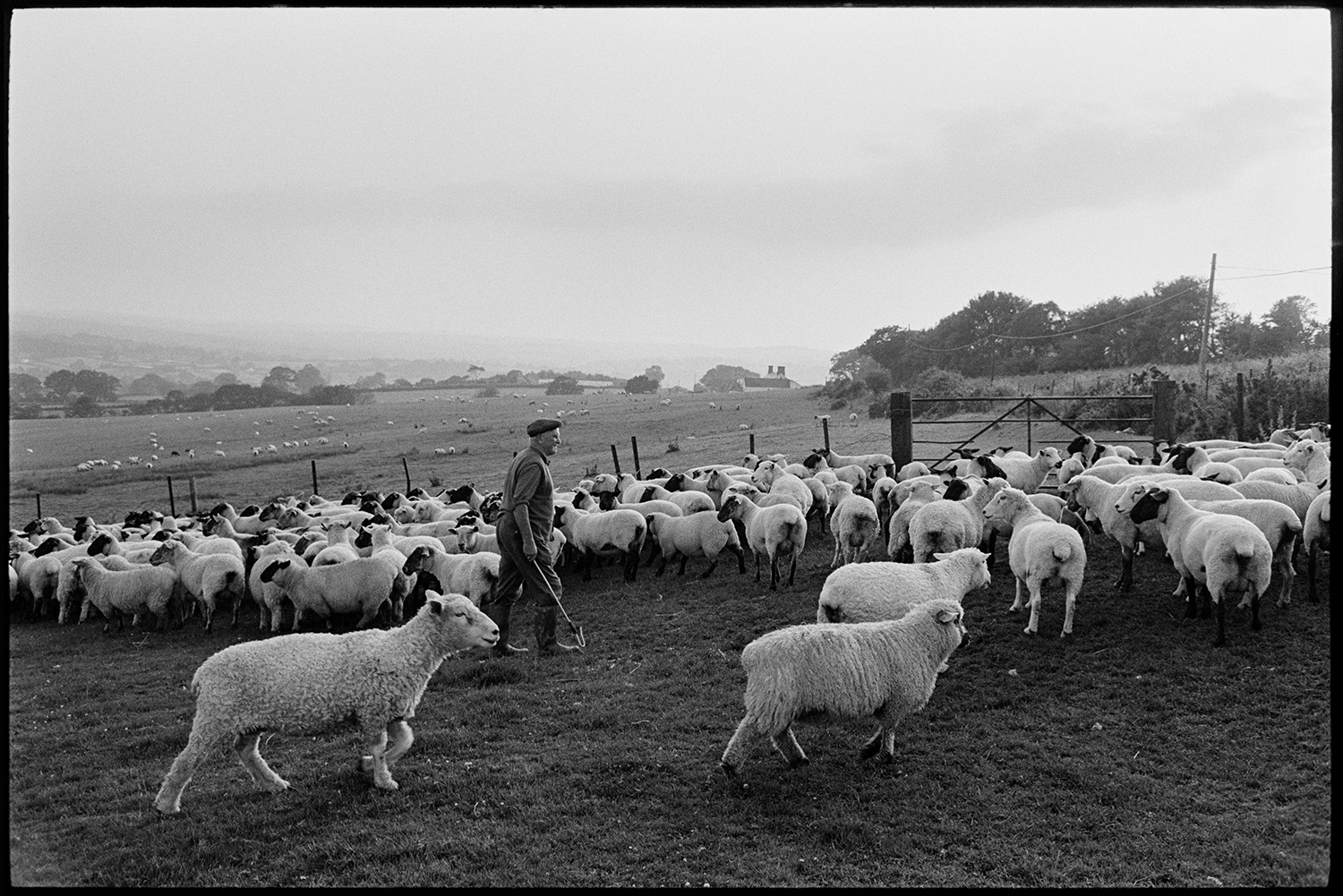 Farmers checking sheep on moor, opening gate to go home, dog. 
[A man checking sheep in a field on Hatherleigh Moor. The sheep are grouped by a field gate. Other livestock can be seen grazing in a field in the background.]