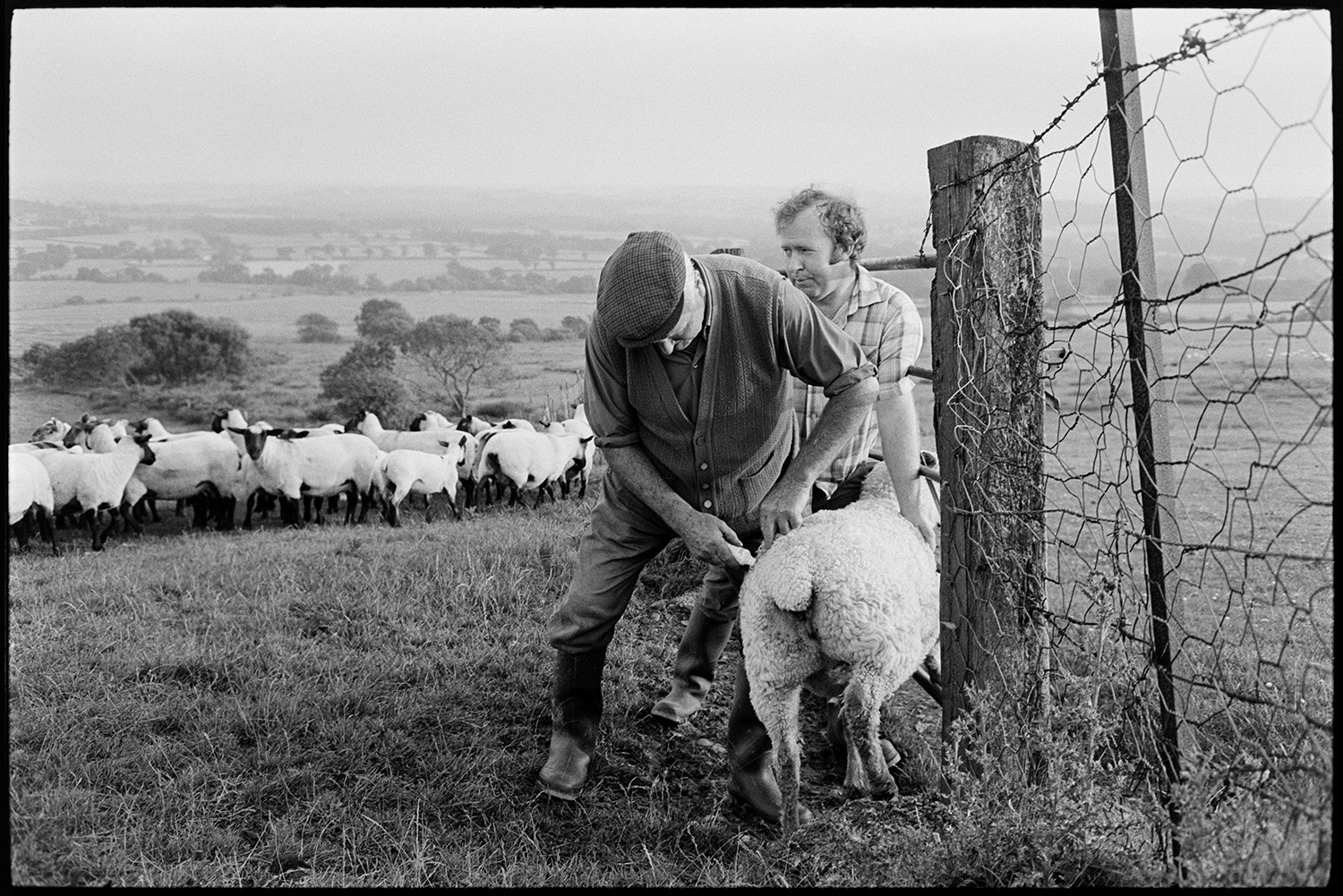 Farmers checking sheep on moor, opening gate to go home, dog. 
[Two men marking a sheep by a wire fence, in a field on Hatherleigh Moor. Other sheep are watching behind them. A landscape of fields and trees is visible in the background.]