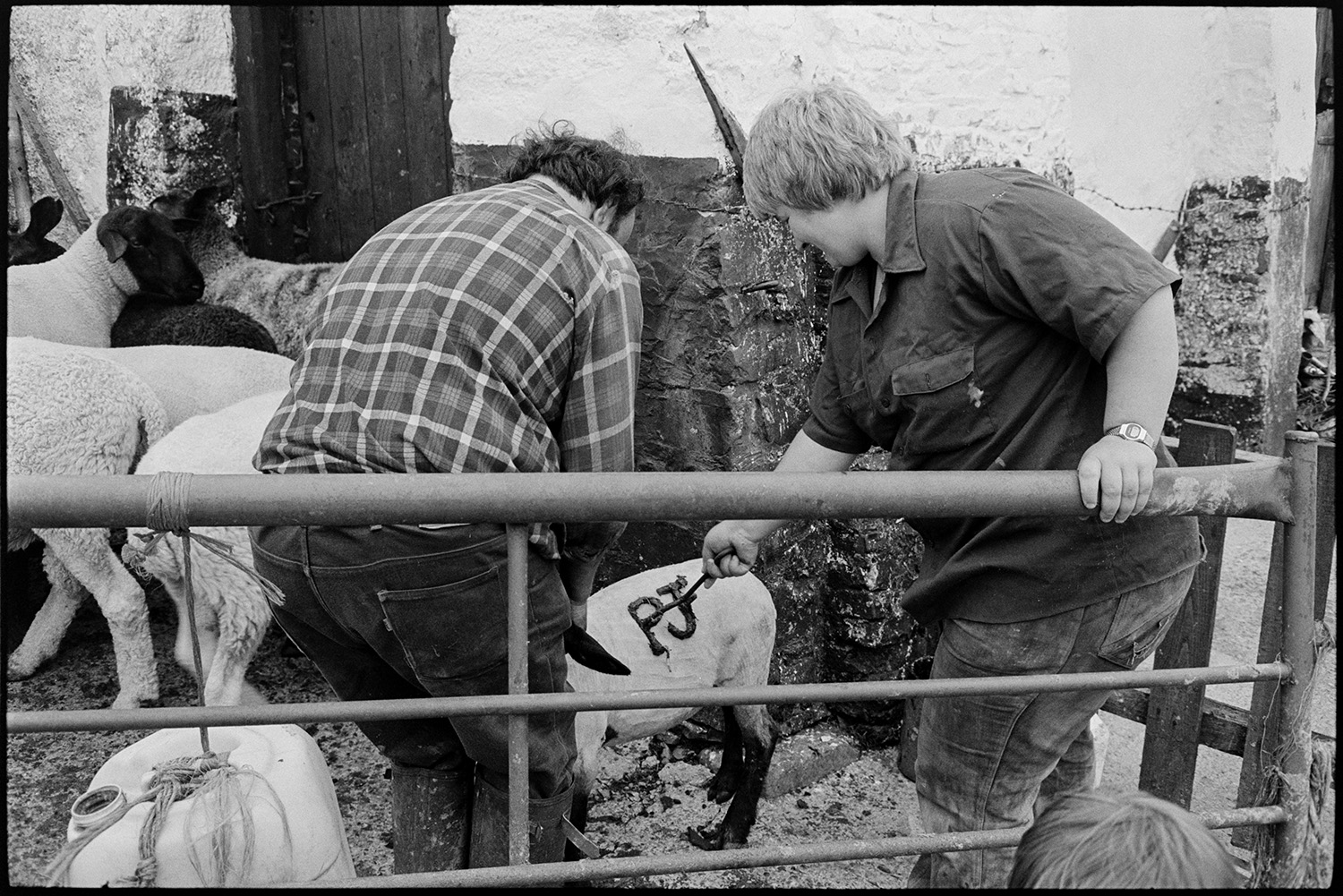 Farmers marking shorn sheep in farmyard.
[Peter Jones marking shorn sheep in a small yard at Upcott Farm, Dolton. A woman, probably his wife, is marking a sheep with the marking iron. They are stood behind a metal gate.]