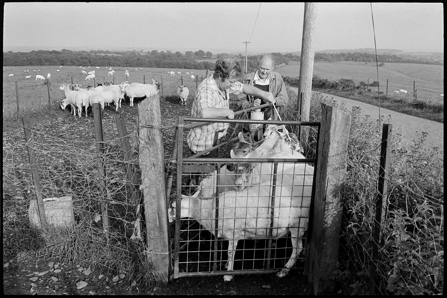 Farmers checking sheep on moor held in pen.
[Two men checking sheep in a metal pen on Hatherleigh Moor. Sheep can be seen in a field in the background, next to a road and telegraph poles.]