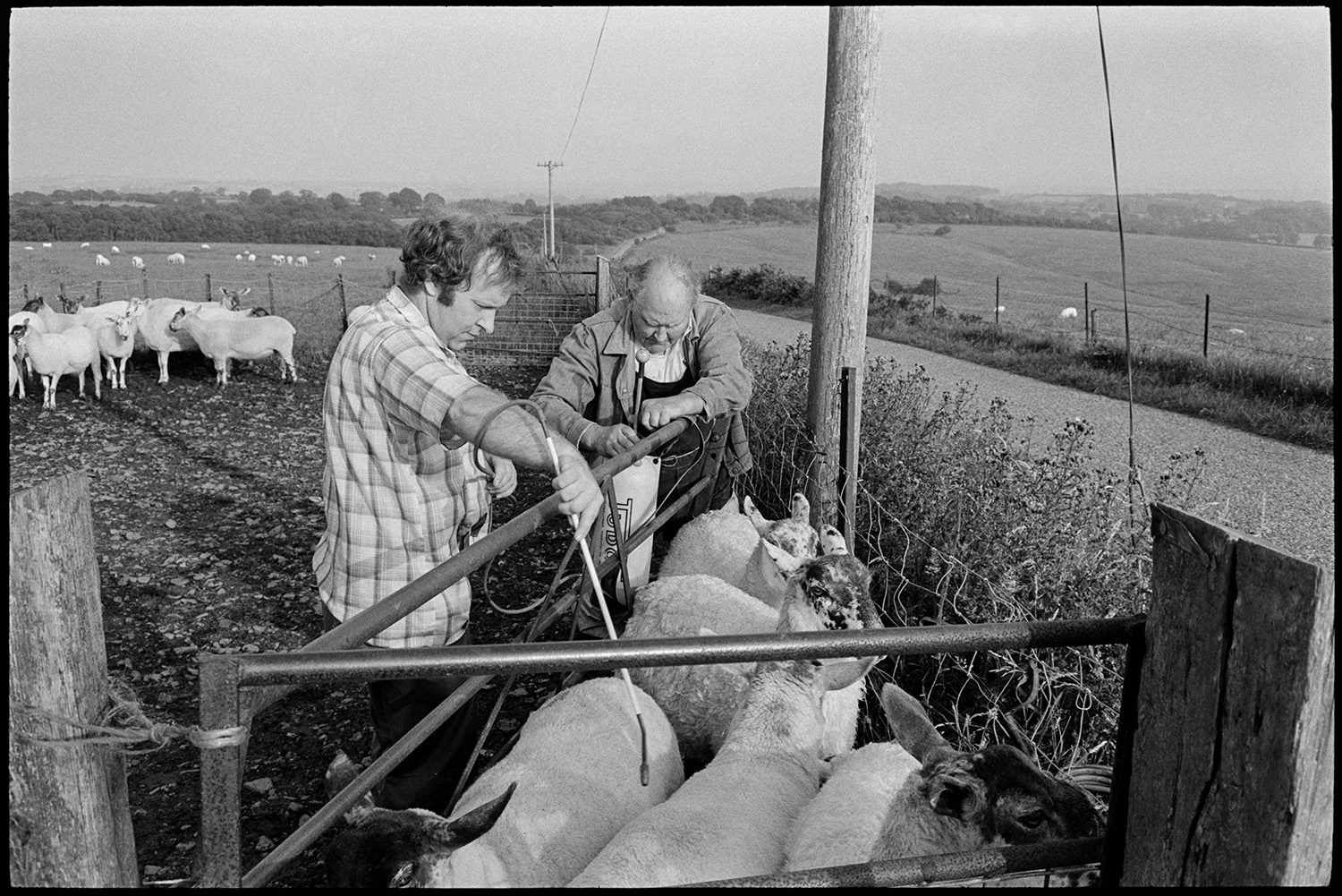 Farmers checking sheep on moor held in pen.
[Two men checking and spraying sheep, in a metal pen on Hatherleigh Moor. Sheep can be seen in a field in the background, next to a road and telegraph poles.]