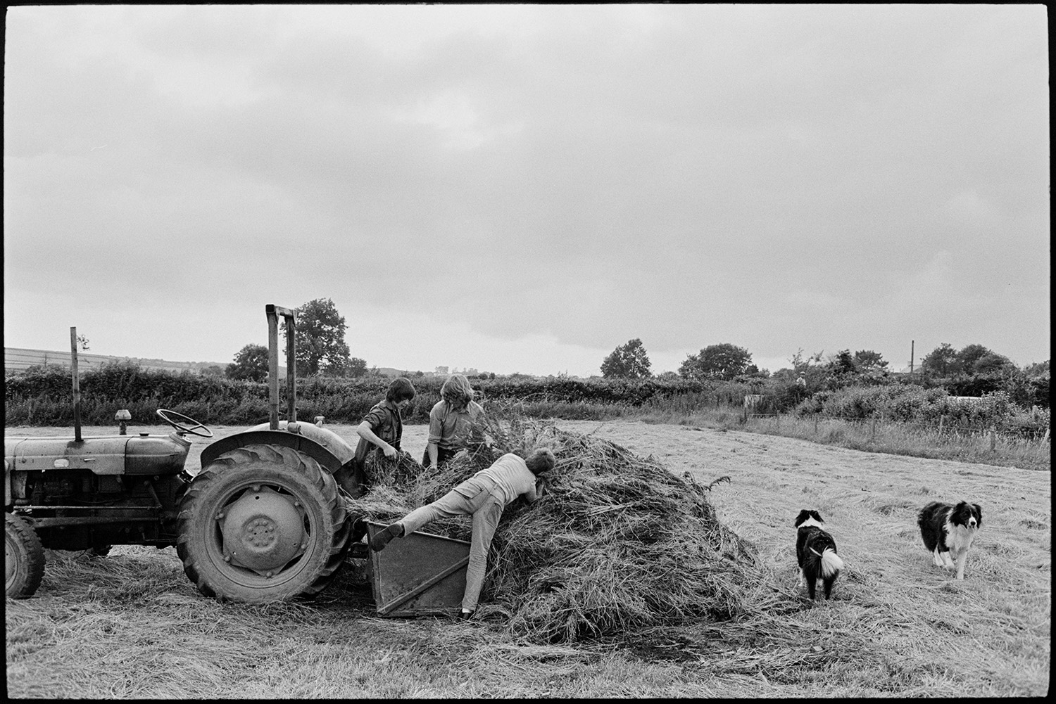 Farmers with thistles, tractor.
[Young men working in a hay field at Ashreigney. They are pulling thistles from the cut hay and putting them into a link box which is attached to a tractor. Two sheepdogs are in the field, and a man is looking over the hedge in the background.]