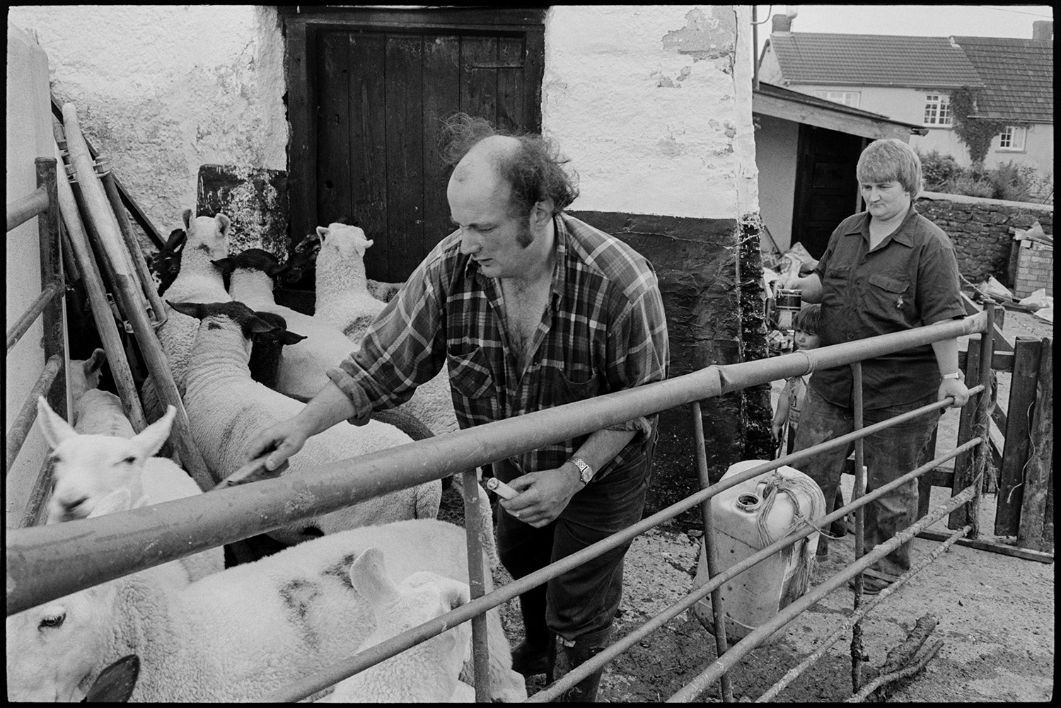 Farmers marking shorn sheep in farmyard.
[Peter Jones marking shorn sheep in a small yard at Upcott Farm, Dolton. A woman, probably his wife, and a small child are watching on by a metal gate. She is holding a pot of dye.]