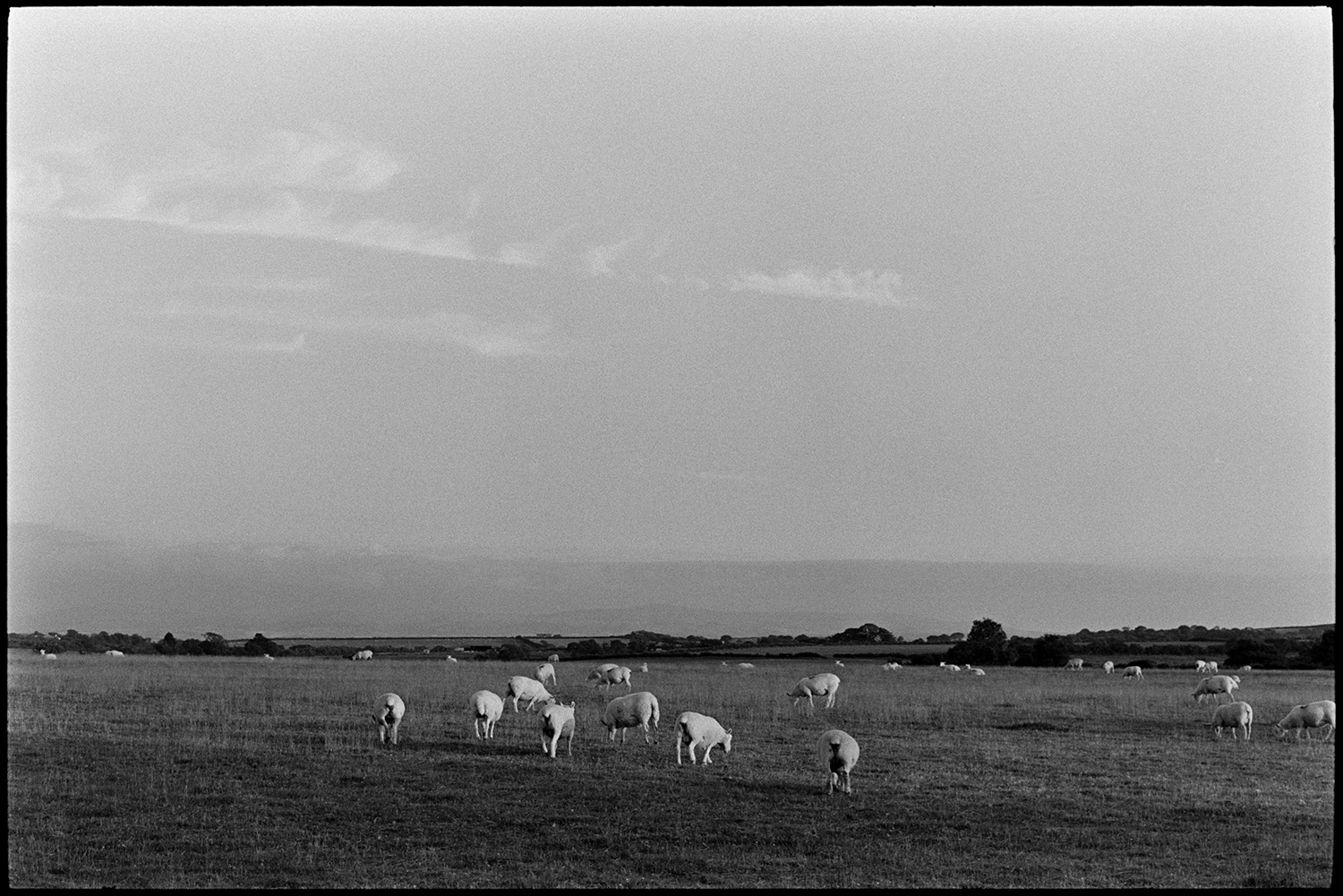 Landscape with sheep and clouds.
[Sheep grazing in a field on Stafford Moor near Dolton. Dartmoor hills are faintly visible in the background and clouds can be seen in the sky.]