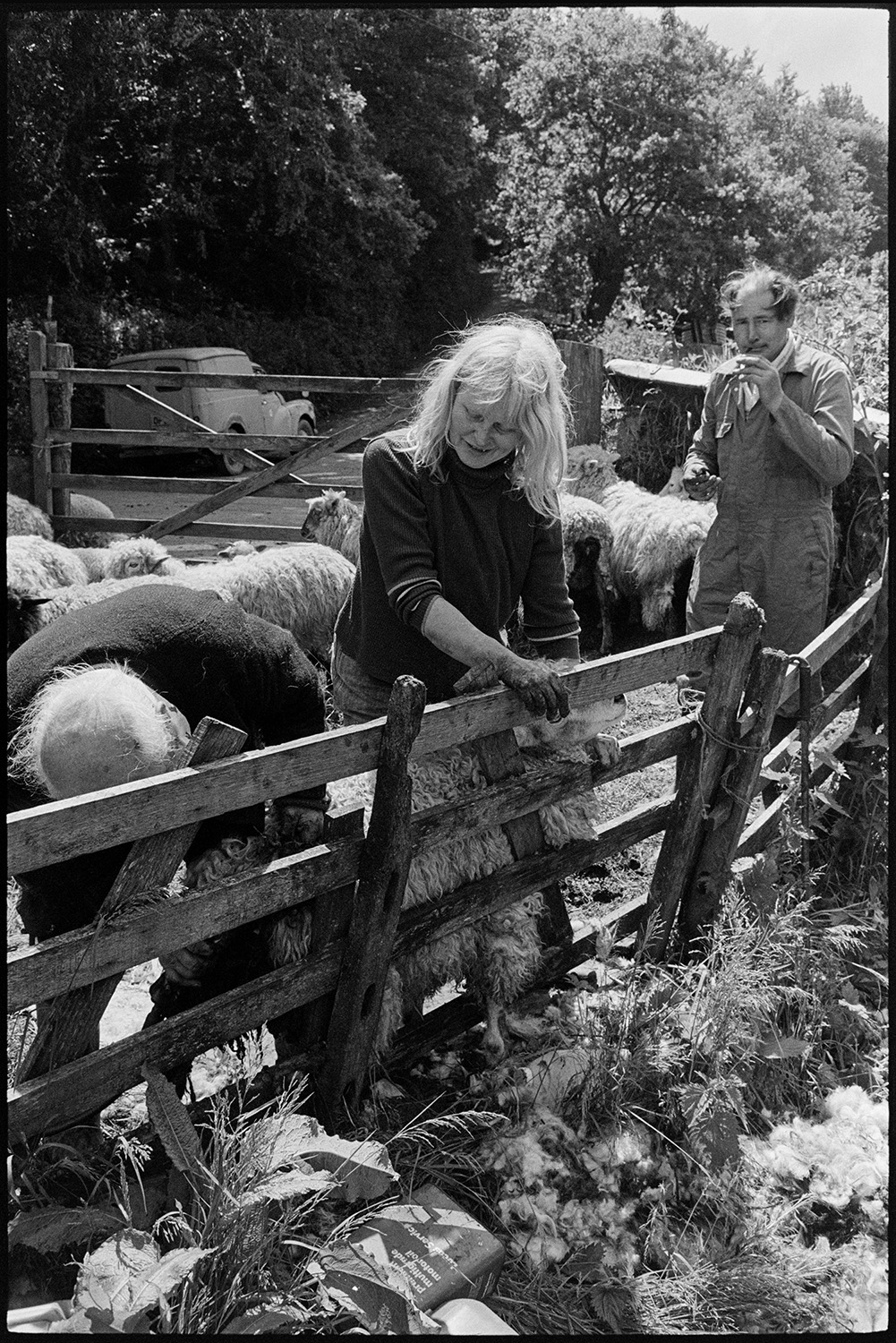 Man and woman farmer removing dirty wool from sheep's bottoms.
[Archie Parkhouse, Jo Curzon and another man docking sheep in a pen at Millhams, Dolton. An old Morris van is parked in lane outside the field.]