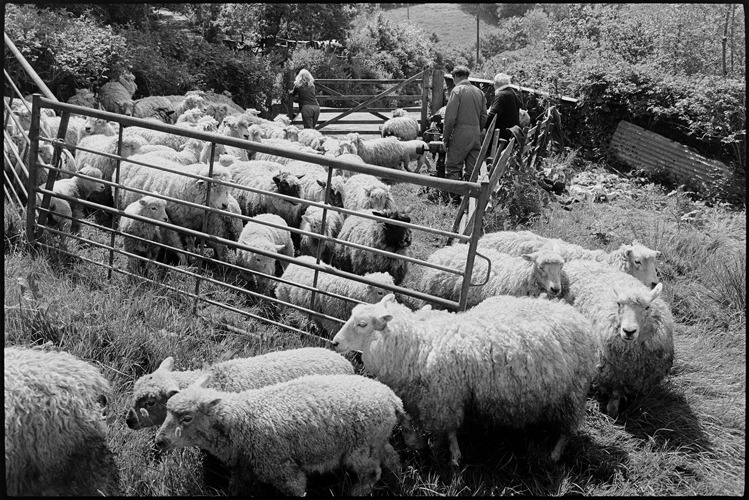 Man and woman farmer removing dirty wool from sheep's bottoms.
[Archie Parkhouse, Jo Curzon and another man releasing sheep from a pen, after docking them, into a field at Millhams, Dolton.]