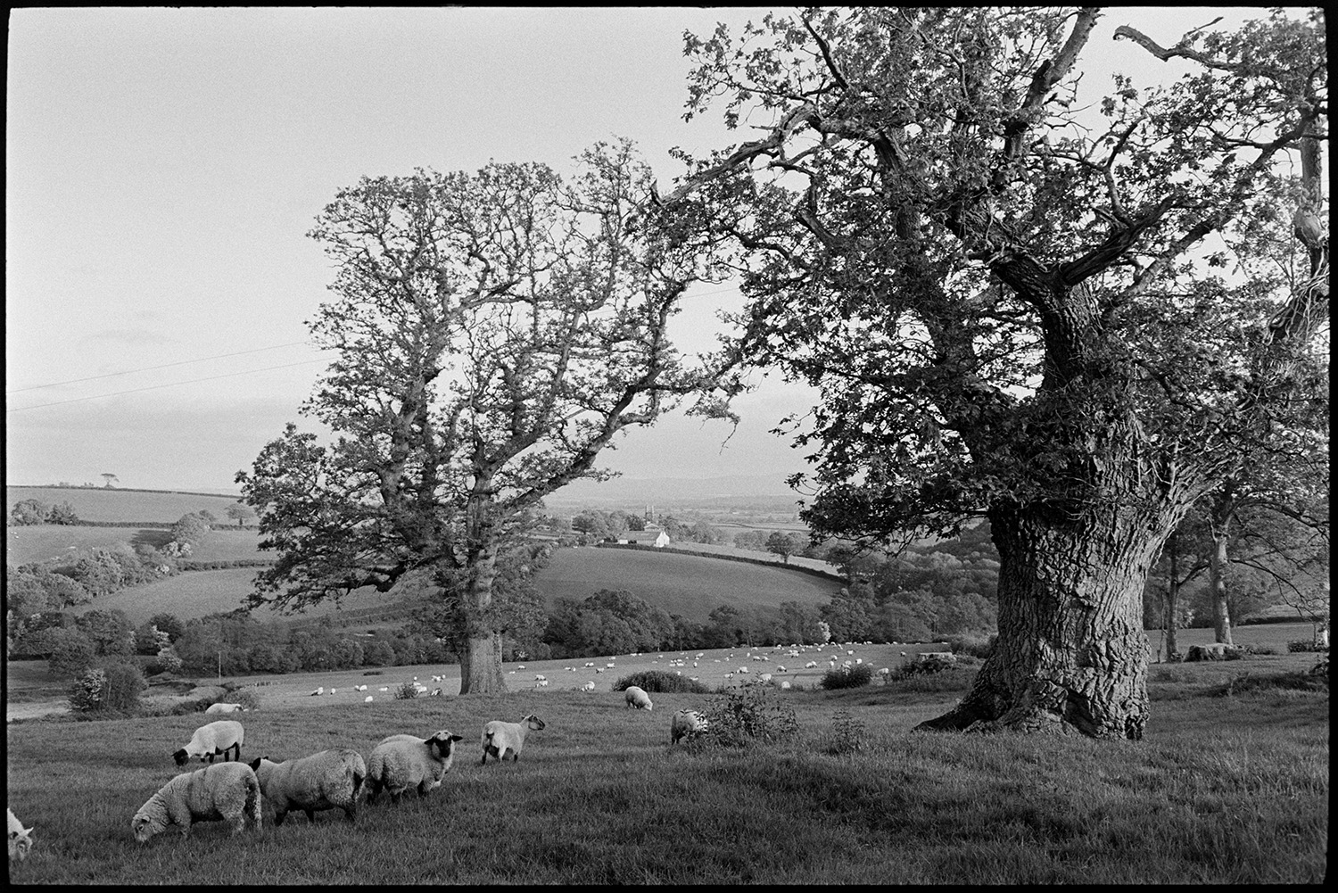 Wooded landscape with grazing sheep, evening. 
[Sheep grazing in a field with trees at Berry, Iddesleigh. A landscape of fields and trees can be seen in the background.]