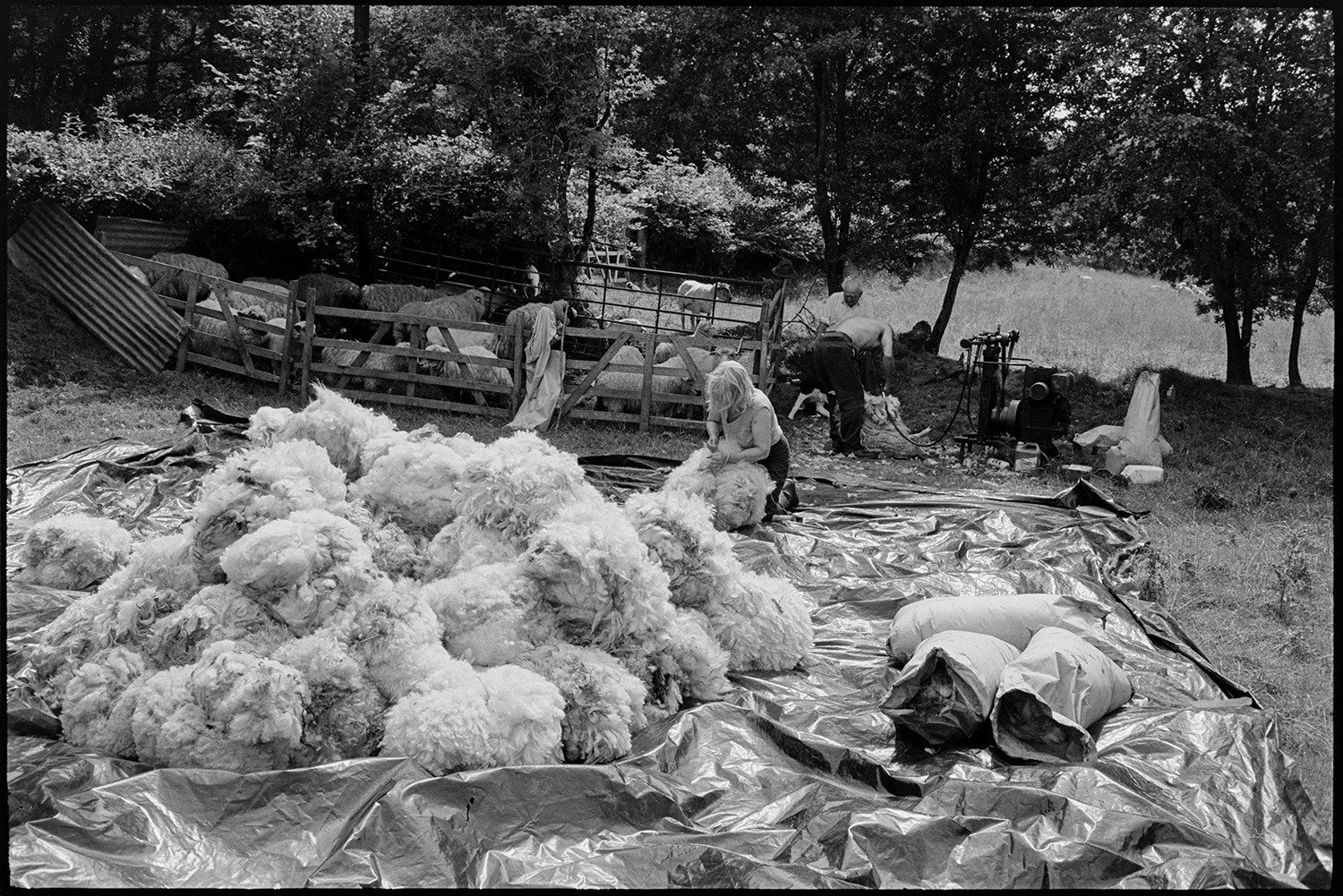 Shearing sheep, farmer seated with dog, fleeces piled up in sun. 
[Jo Curzon bundling and tying sheep fleeces on a large tarpaulin in a field at Addisford, Dolton. A man is shearing a sheep in the background, using a shearing machine. Archie Parkhouse is sat behind him and other sheep are waiting to be shorn in a pen nearby.]