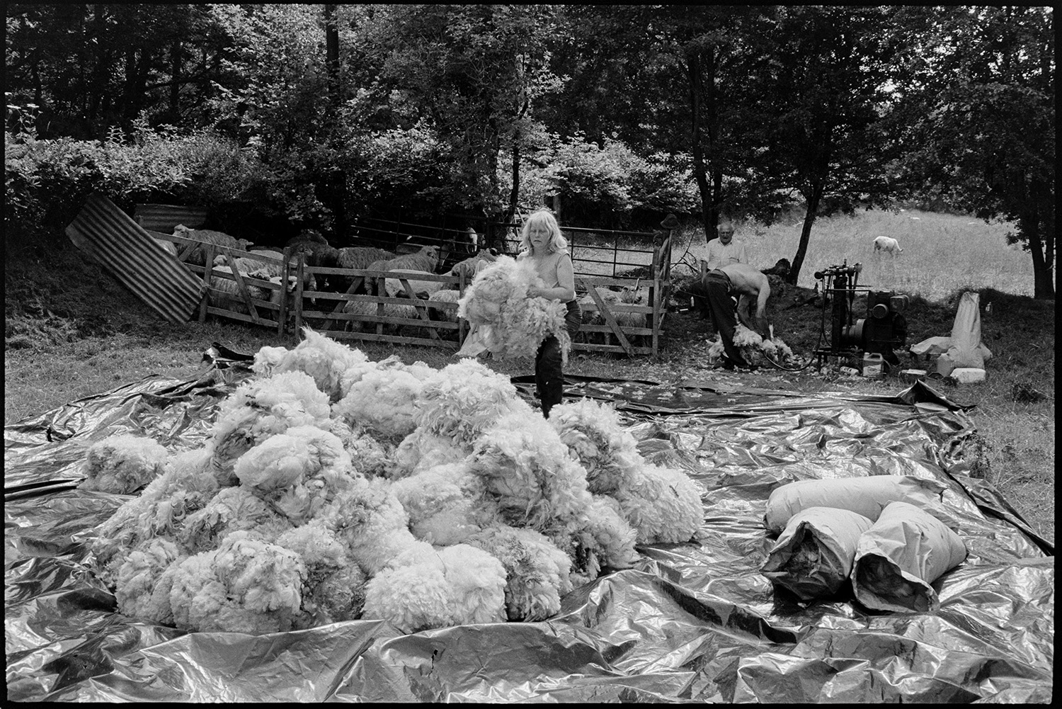 Shearing sheep, farmer seated with dog, fleeces piled up in sun. 
[Jo Curzon bundling up folded sheep fleeces on a large tarpaulin in a field at Addisford, Dolton. A man is shearing a sheep in the background, using a shearing machine. Archie Parkhouse is sat behind him and other sheep are waiting to be shorn in a pen nearby.]
