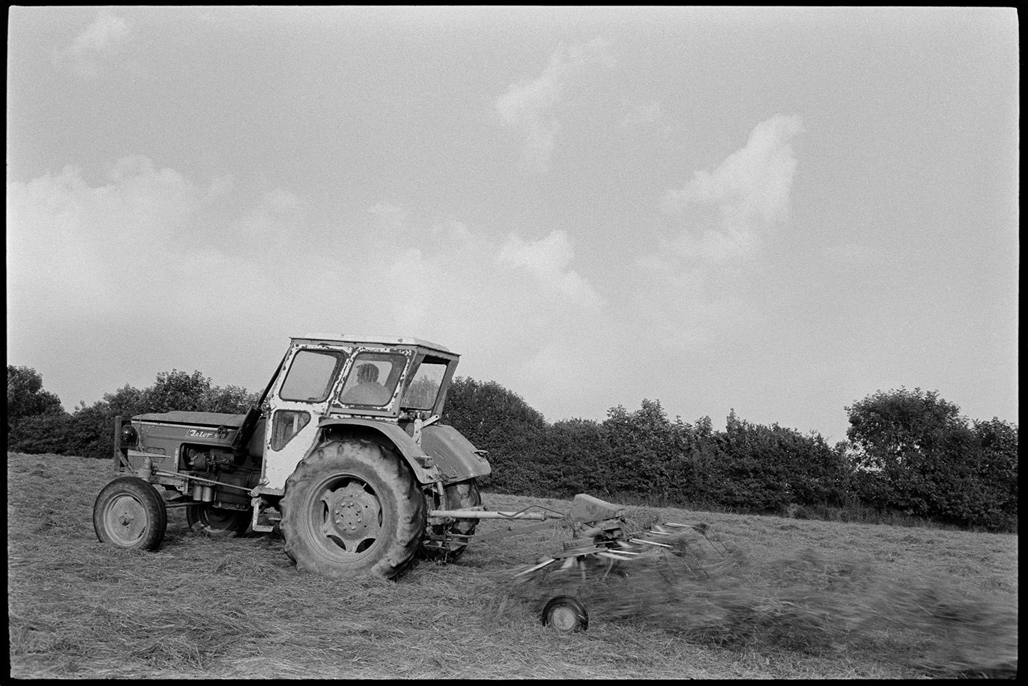 Cows in field, passing hay whisk. 
[A man turning hay in a field at Ashwell, Dolton, using a hay whisk and tractor.]